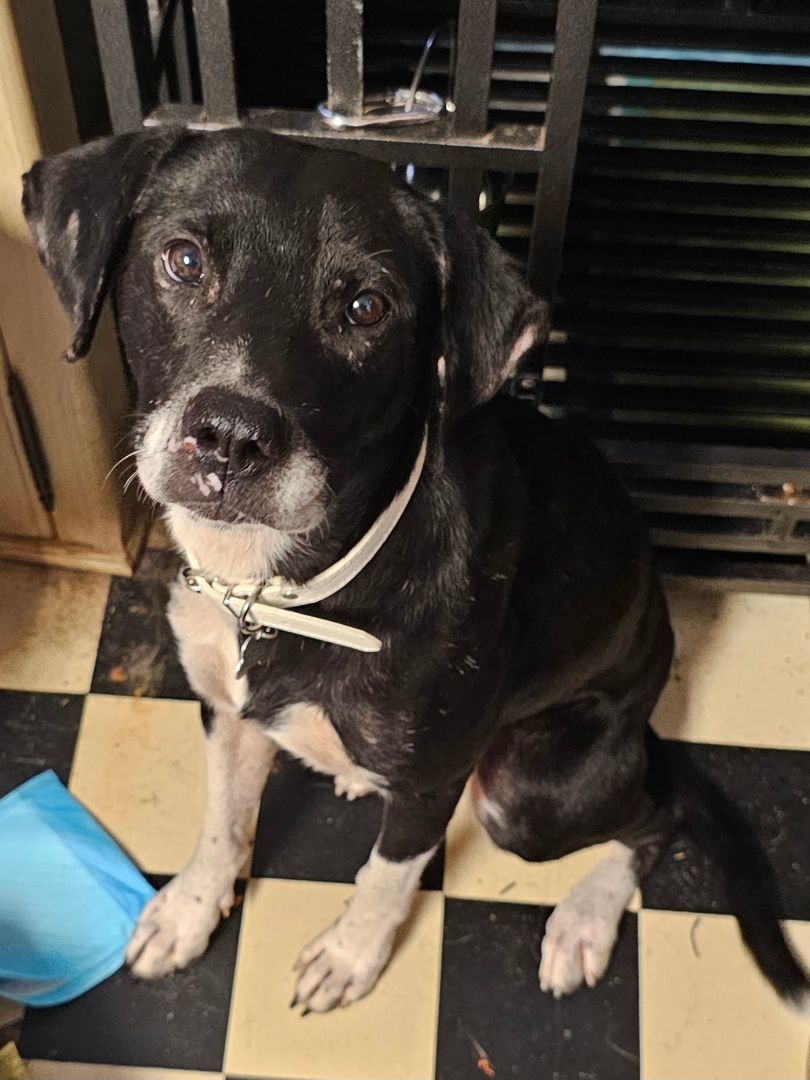 Enlarge SOL, a Adoptable mixed breed in TULSA, OK image 4/6