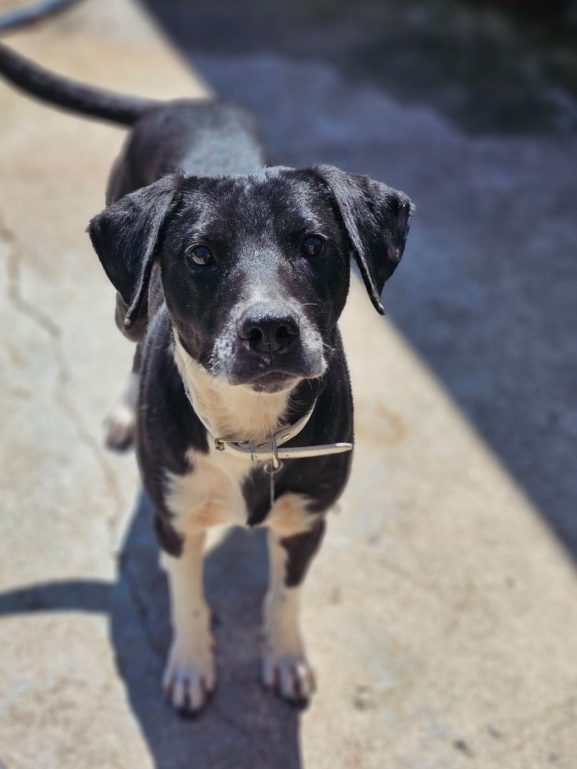 Enlarge SOL, a Adoptable mixed breed in TULSA, OK image 5/6