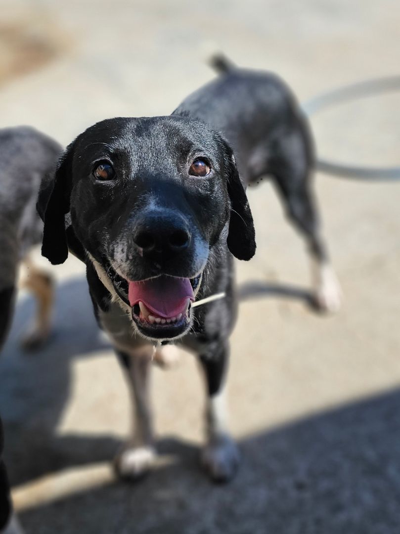 SOL, Young Male Retriever