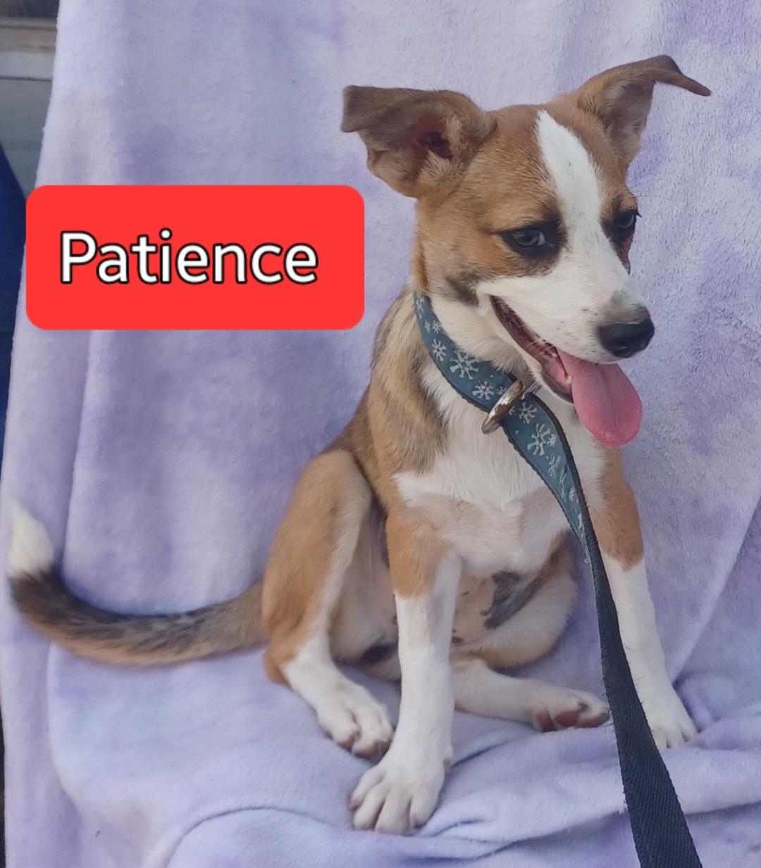 Patience, Adopted, Young Female Chihuahua.