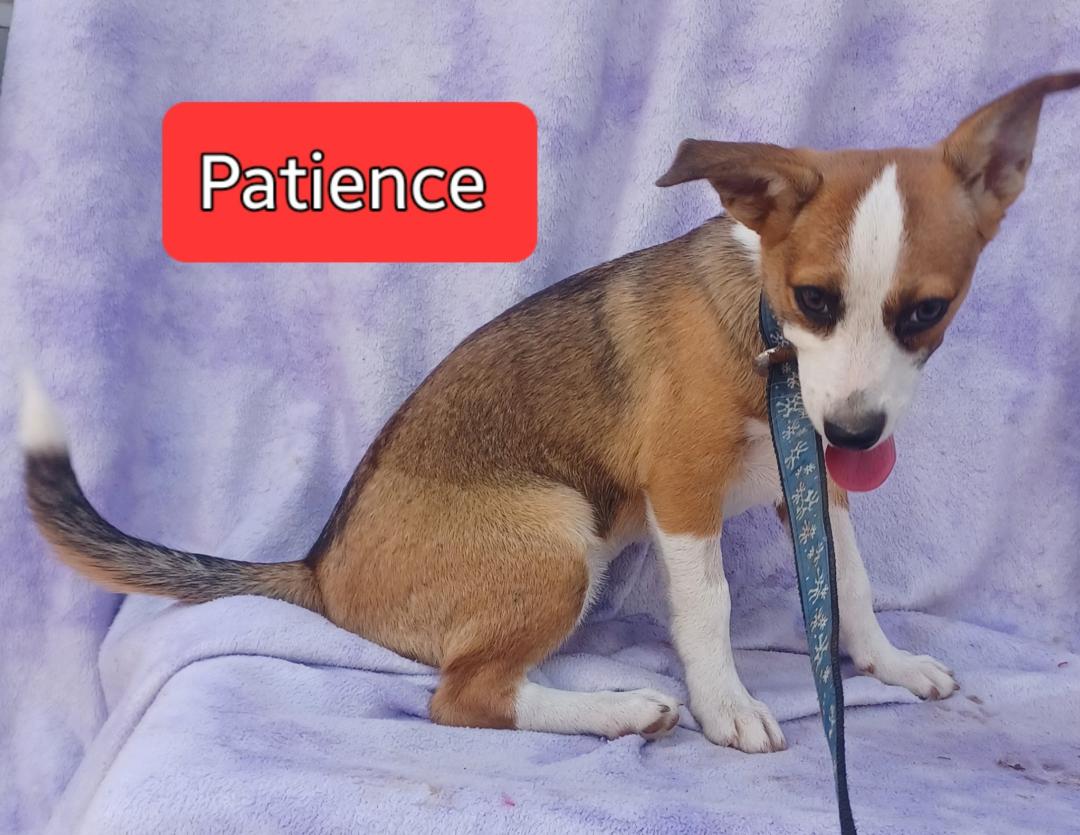 Enlarge Patience, a Adopted Chihuahua in Mena, AR image 2/2