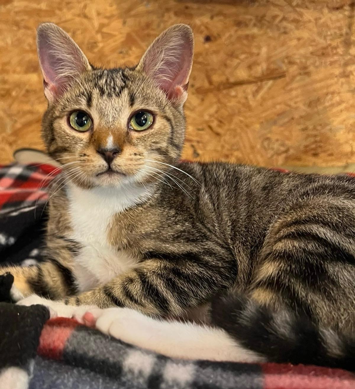 Enlarge Flossie , a Adoptable Domestic Short Hair in Sneads Ferry, NC image 1/1