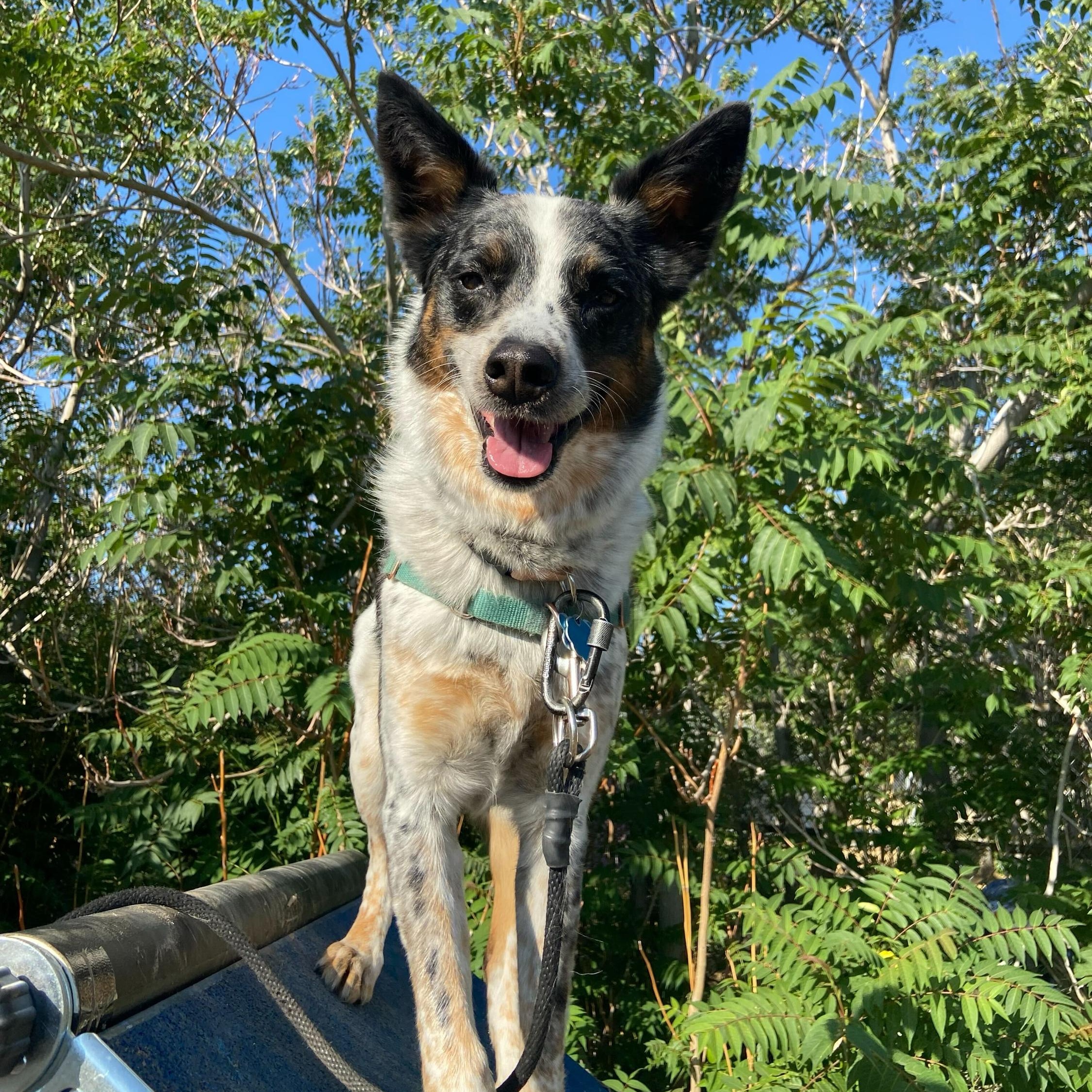 Letti, a Adoptable Australian Shepherd in Washoe Valley, NV image 2/2