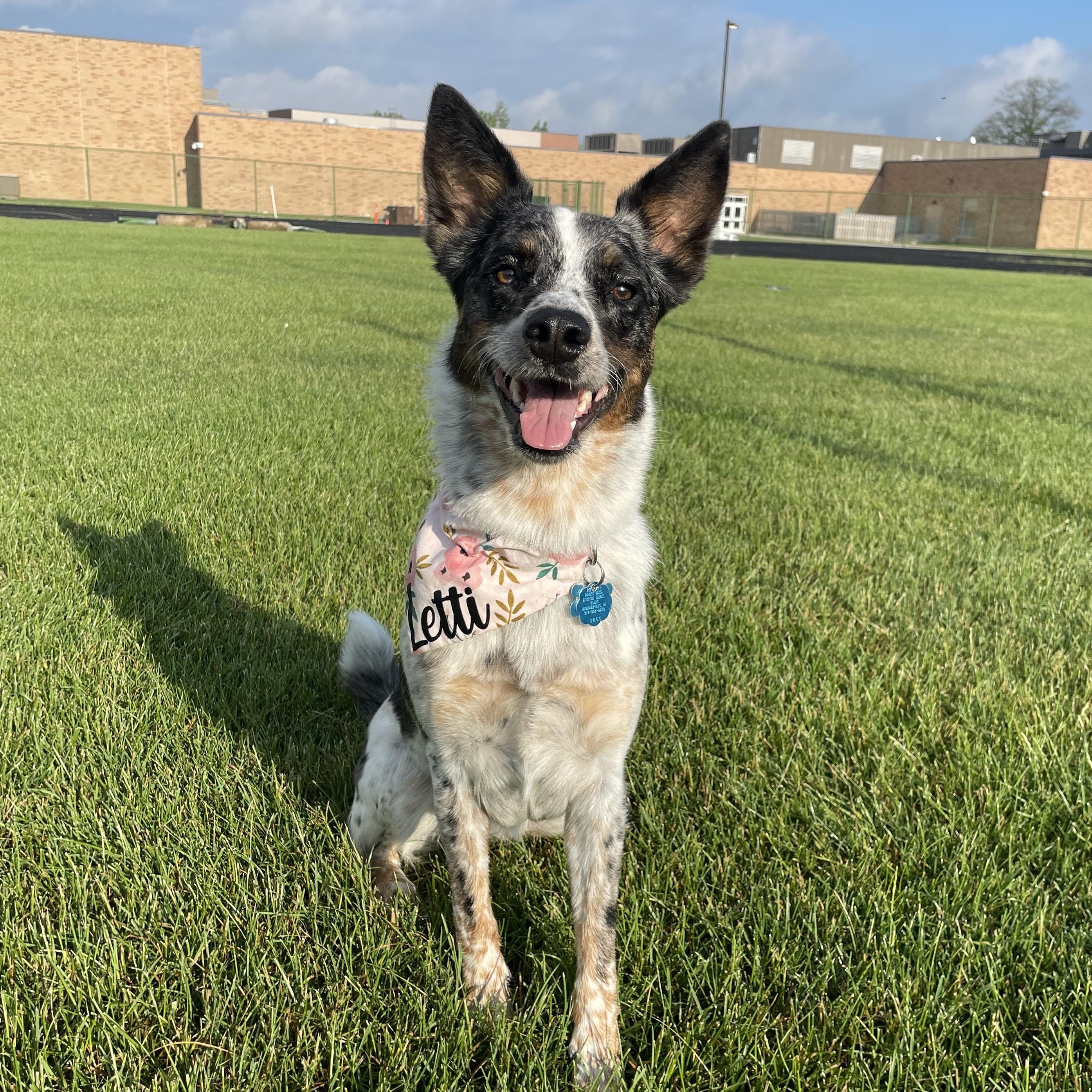 Letti, Adoptable, Adult Female Australian Shepherd.