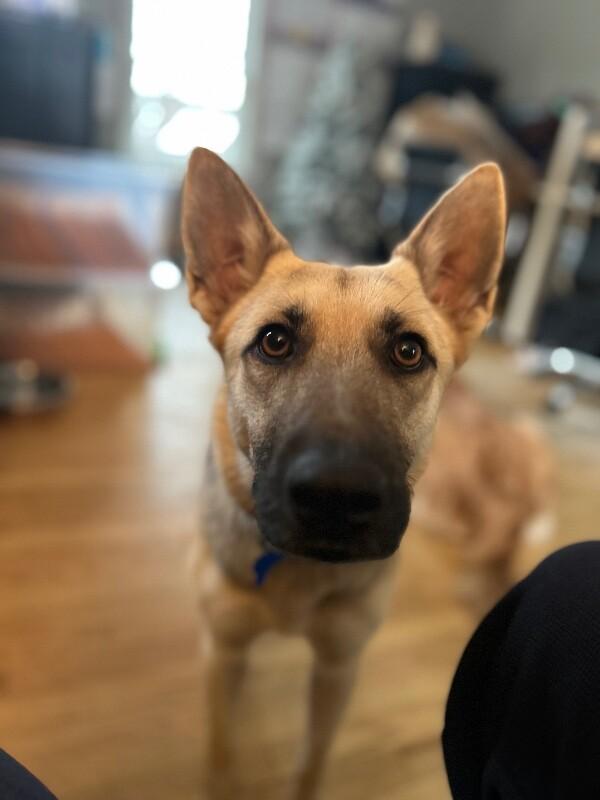 Dee Dee, Adoptable, Adult Female German Shepherd Dog & Mixed Breed.