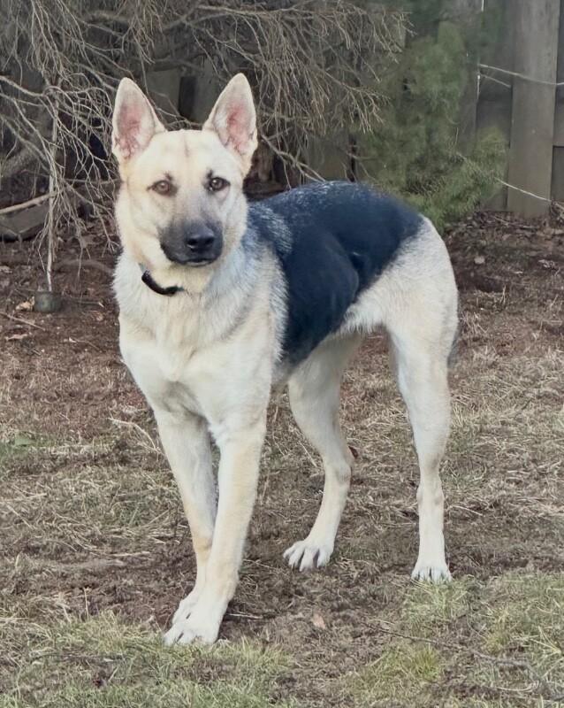 Dee Dee, Adoptable, Adult Female German Shepherd Dog & Mixed Breed.