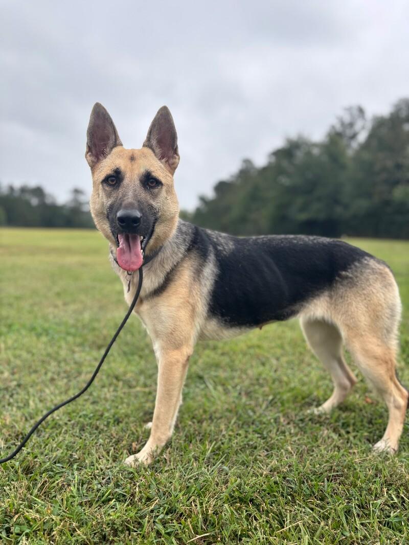 Enlarge Dee Dee, a Adoptable mixed breed in Berkeley Heights, NJ image 2/6