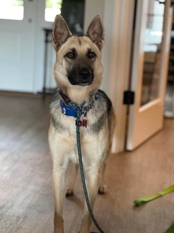 Enlarge Dee Dee, a Adoptable mixed breed in Berkeley Heights, NJ image 4/6