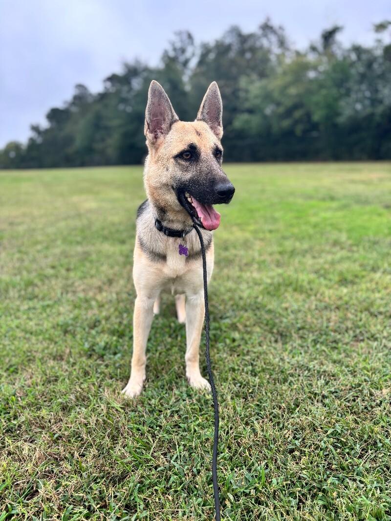 Enlarge Dee Dee, a Adoptable mixed breed in Berkeley Heights, NJ image 5/6