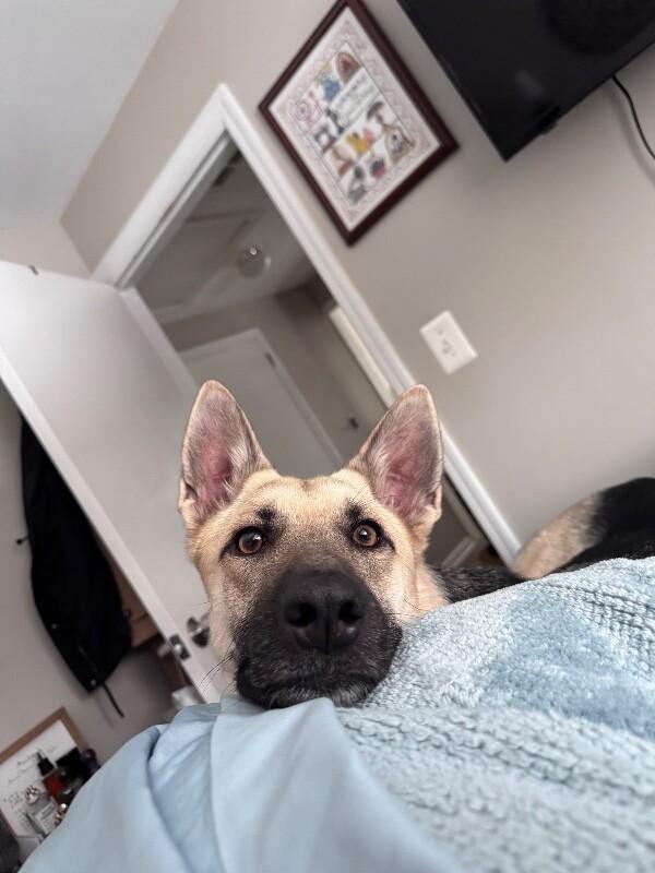 Enlarge Dee Dee, a Adoptable mixed breed in Berkeley Heights, NJ image 6/6