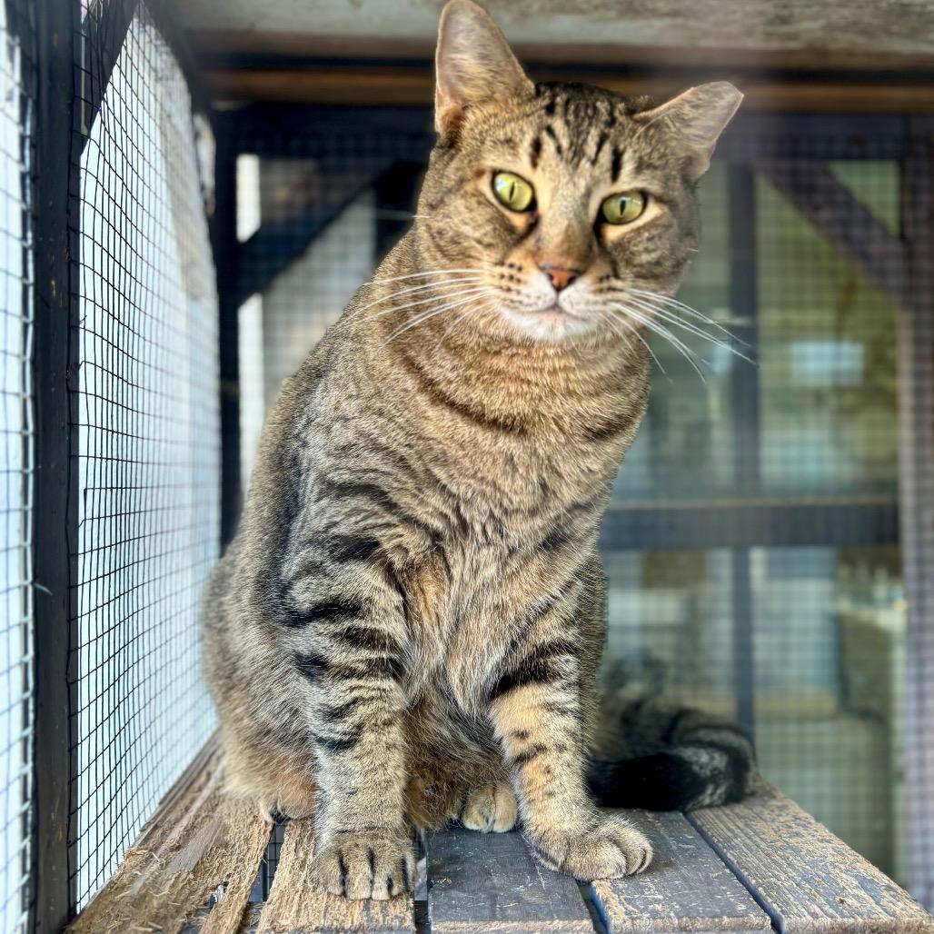 Bobby, Adoptable, Young Male Domestic Short Hair.
