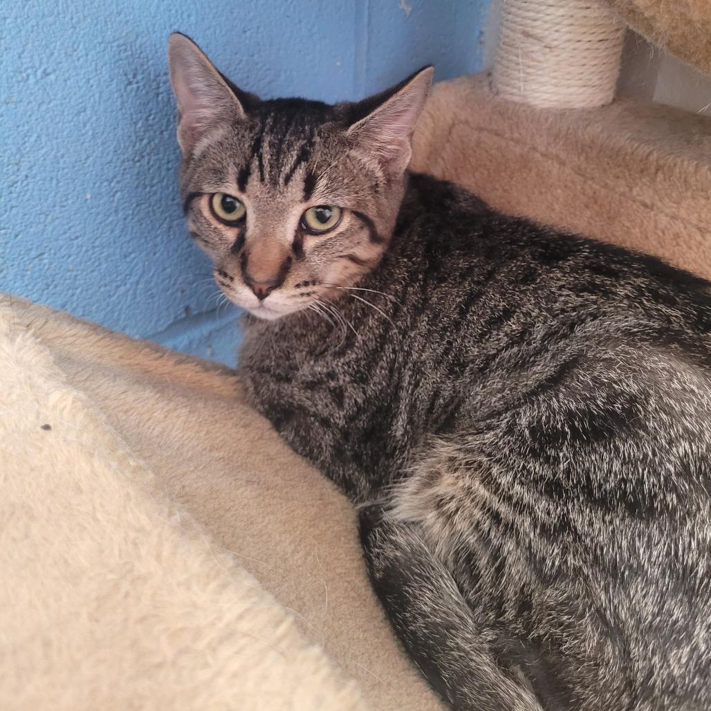 Enlarge Bobby, a Adoptable Domestic Short Hair in Laredo, TX image 2/4