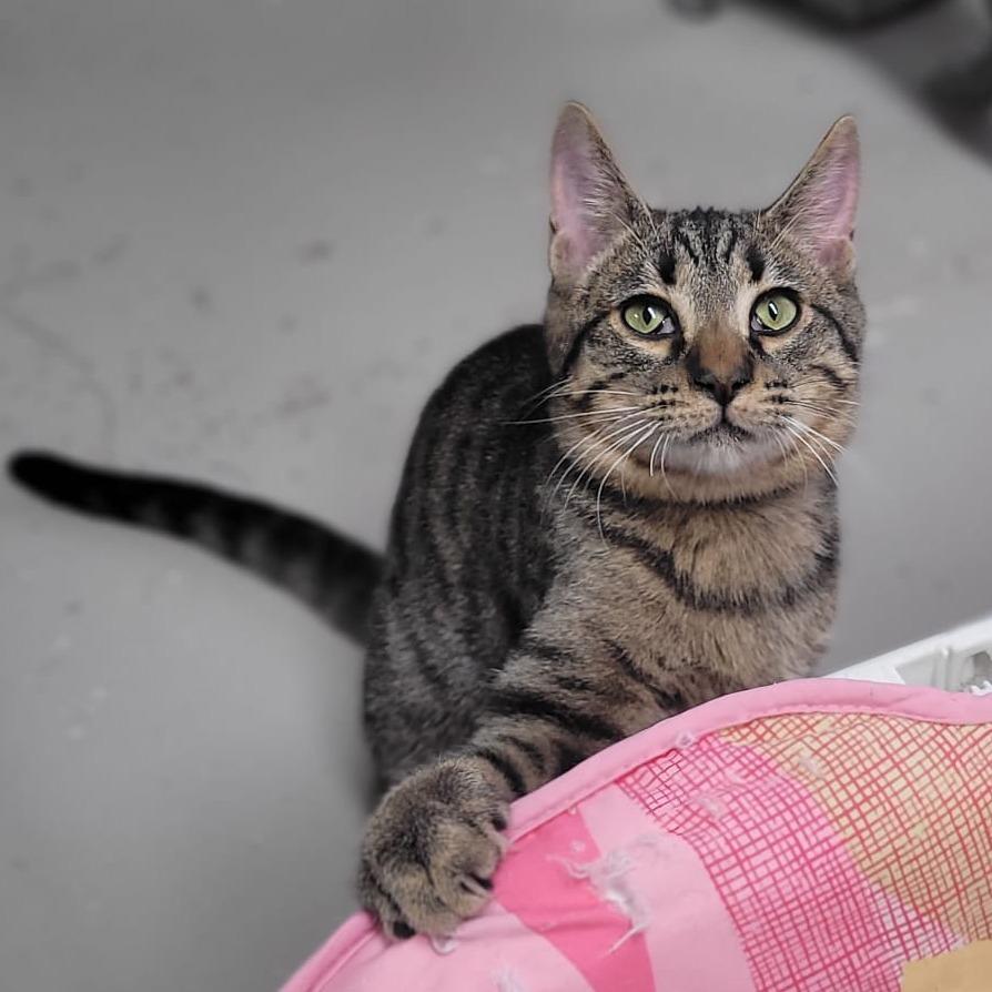 Enlarge Bobby, a Adoptable Domestic Short Hair in Laredo, TX image 3/4
