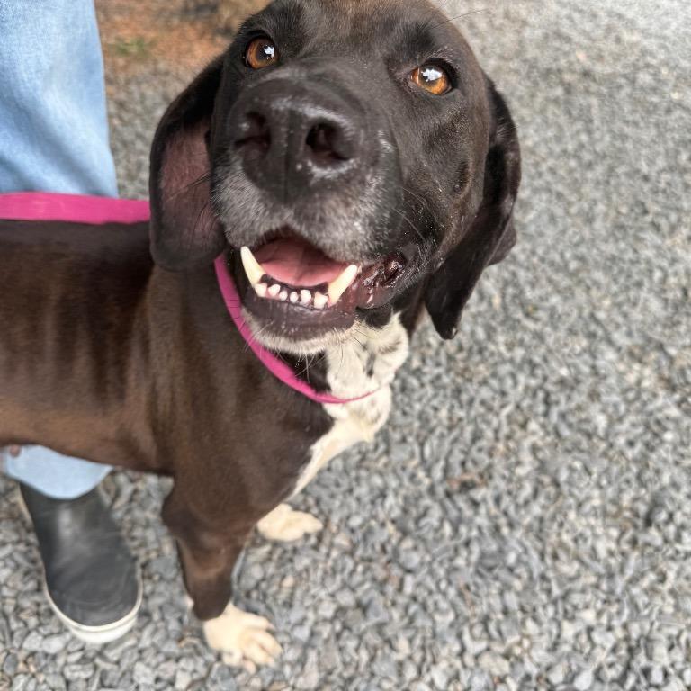 Enlarge Bea, a Adoptable Mixed Breed in Mount Gilead, NC image 1/1