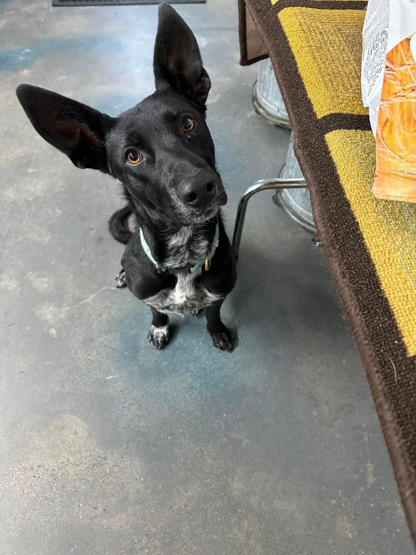 Enlarge BETTY, a Adoptable Shepherd in Baudette, MN image 1/1