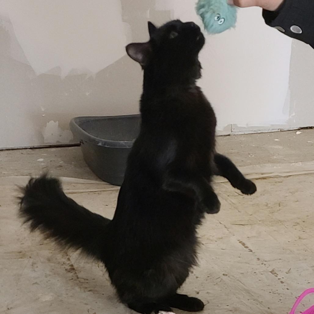 Enlarge Onyx, a Adoptable Domestic Medium Hair in Moses Lake, WA image 1/2