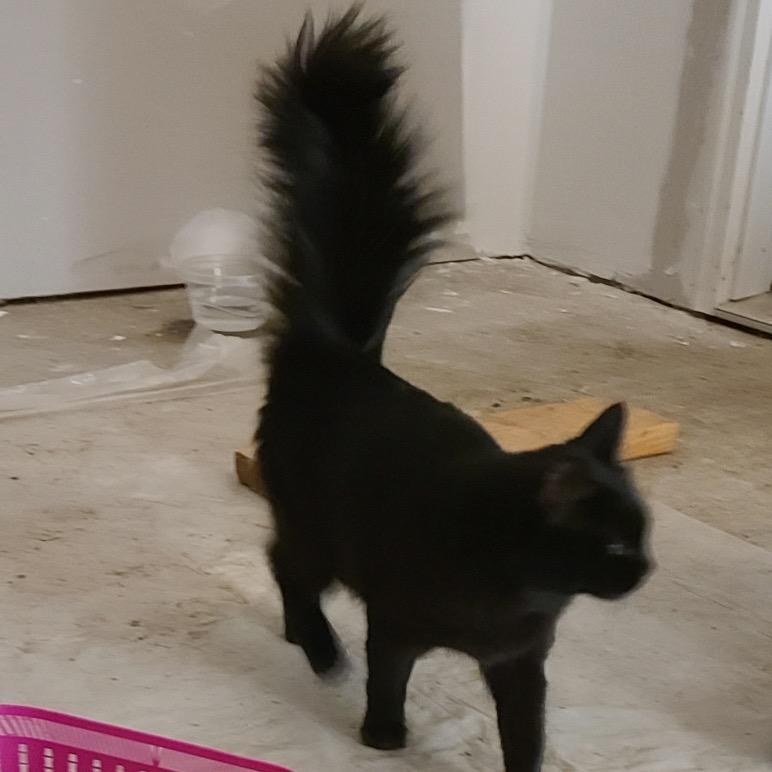 Enlarge Onyx, a Adoptable Domestic Medium Hair in Moses Lake, WA image 2/2