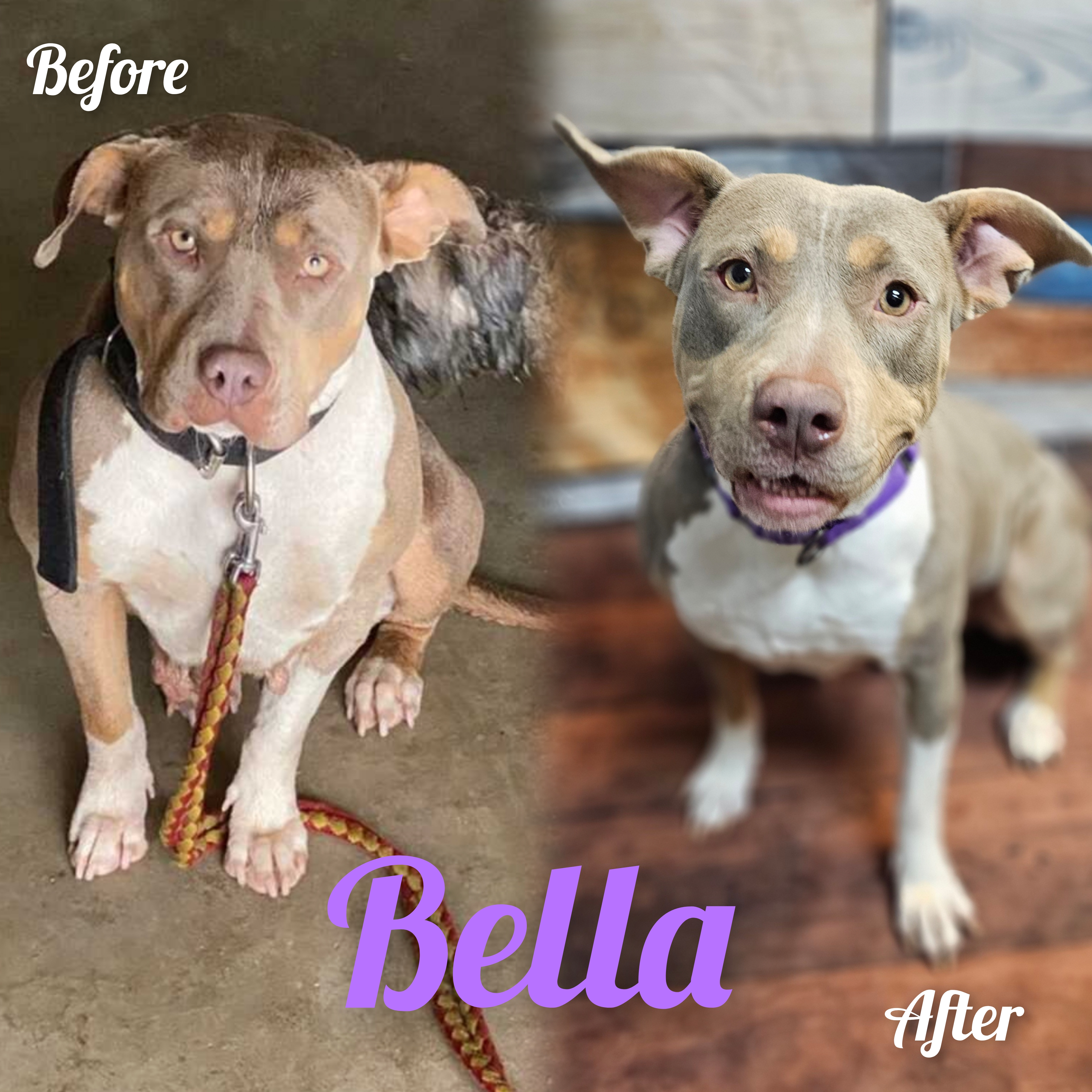 BELLA VITA, a Adoptable Pit Bull Terrier in TULSA, OK image 2/5