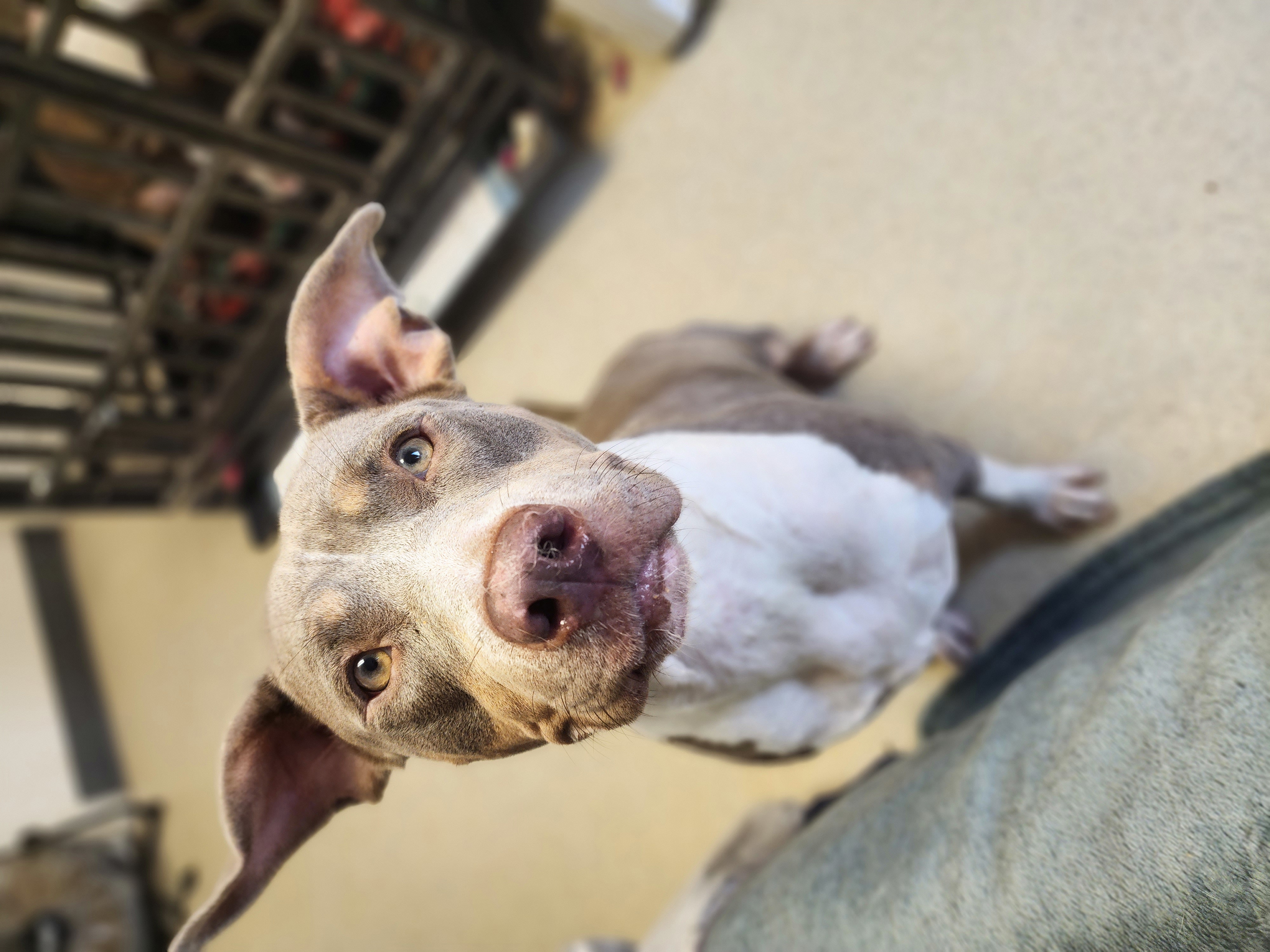 BELLA VITA, a Adoptable Pit Bull Terrier in TULSA, OK image 1/5