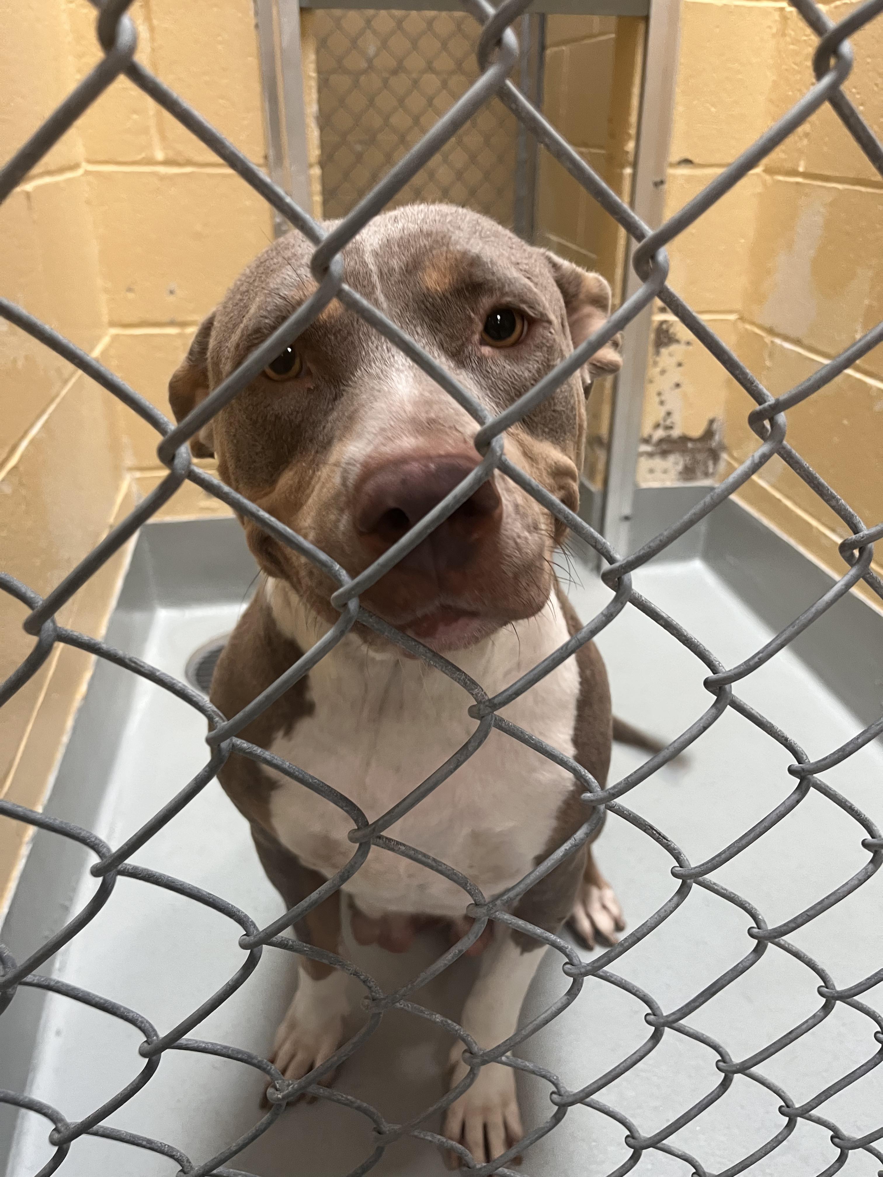 BELLA VITA, a Adoptable Pit Bull Terrier in TULSA, OK image 4/5
