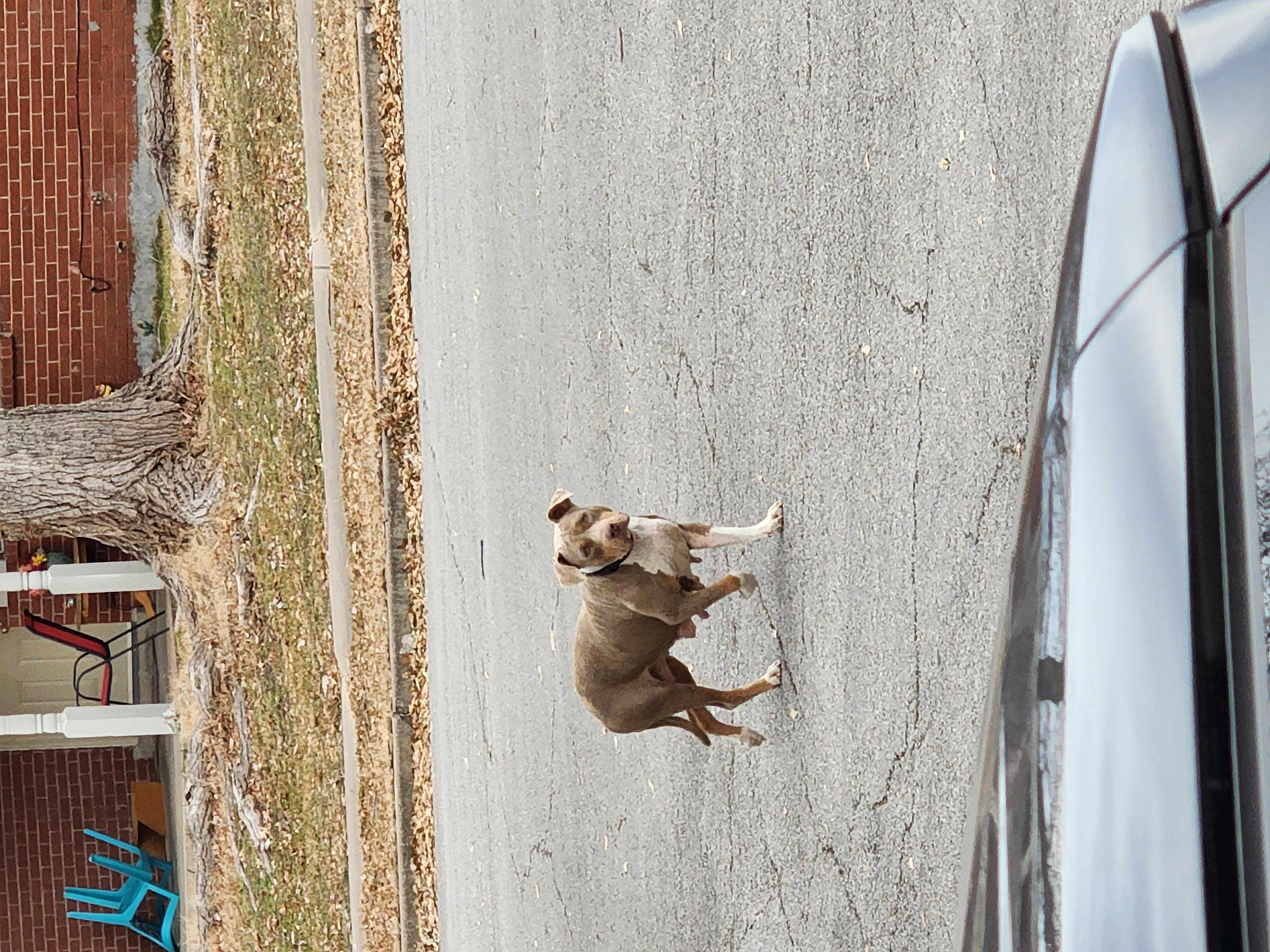 BELLA VITA, a Adoptable Pit Bull Terrier in TULSA, OK image 5/5