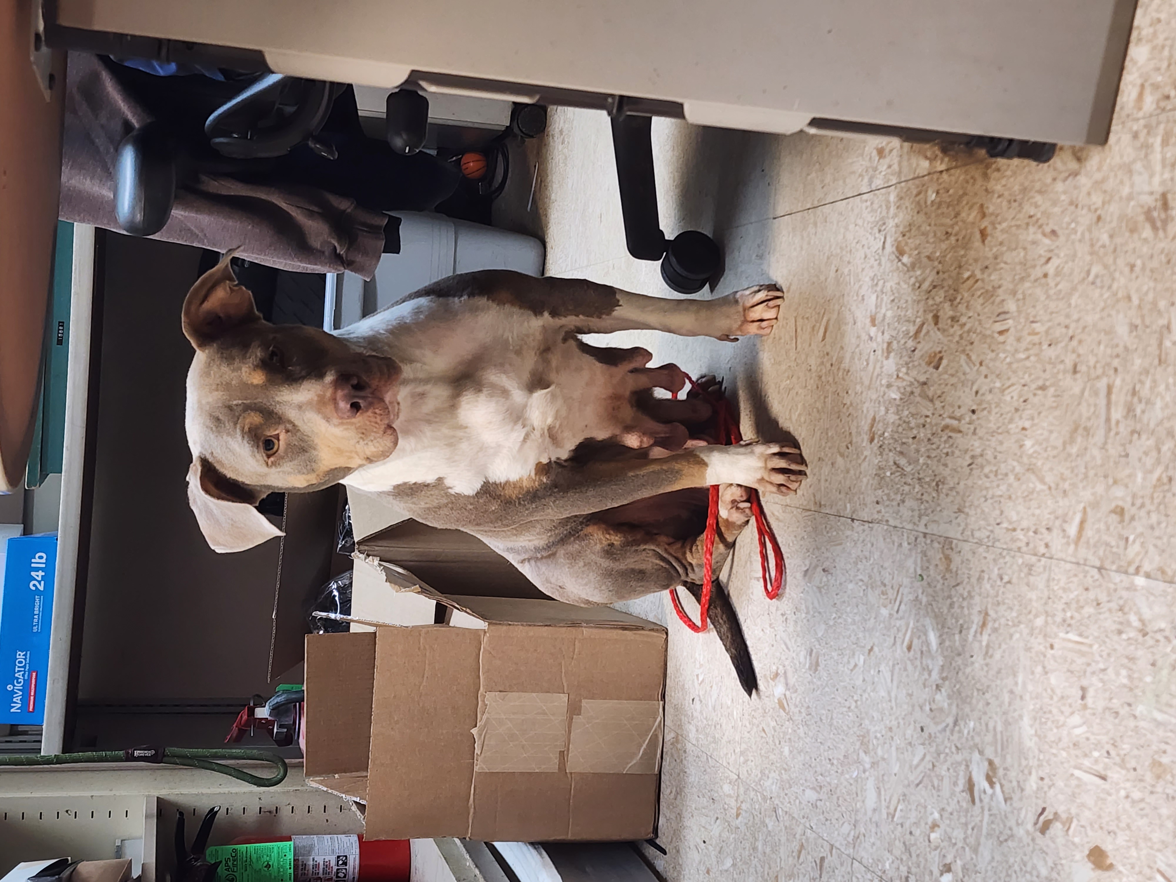 BELLA VITA, a Adoptable Pit Bull Terrier in TULSA, OK image 3/5