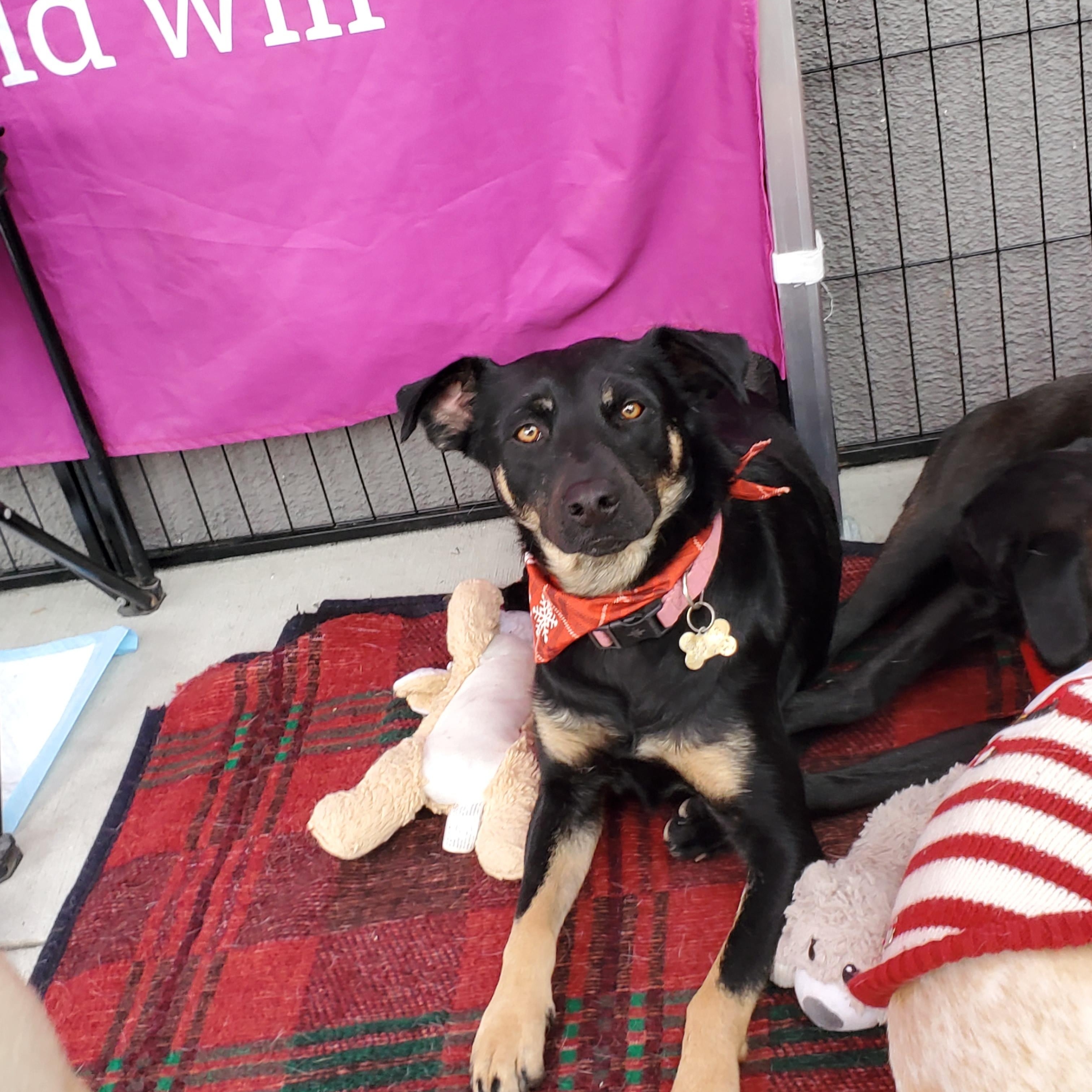 Enlarge Leslie, a ADOPTABLE mixed breed in Encinitas, CA image 6/6