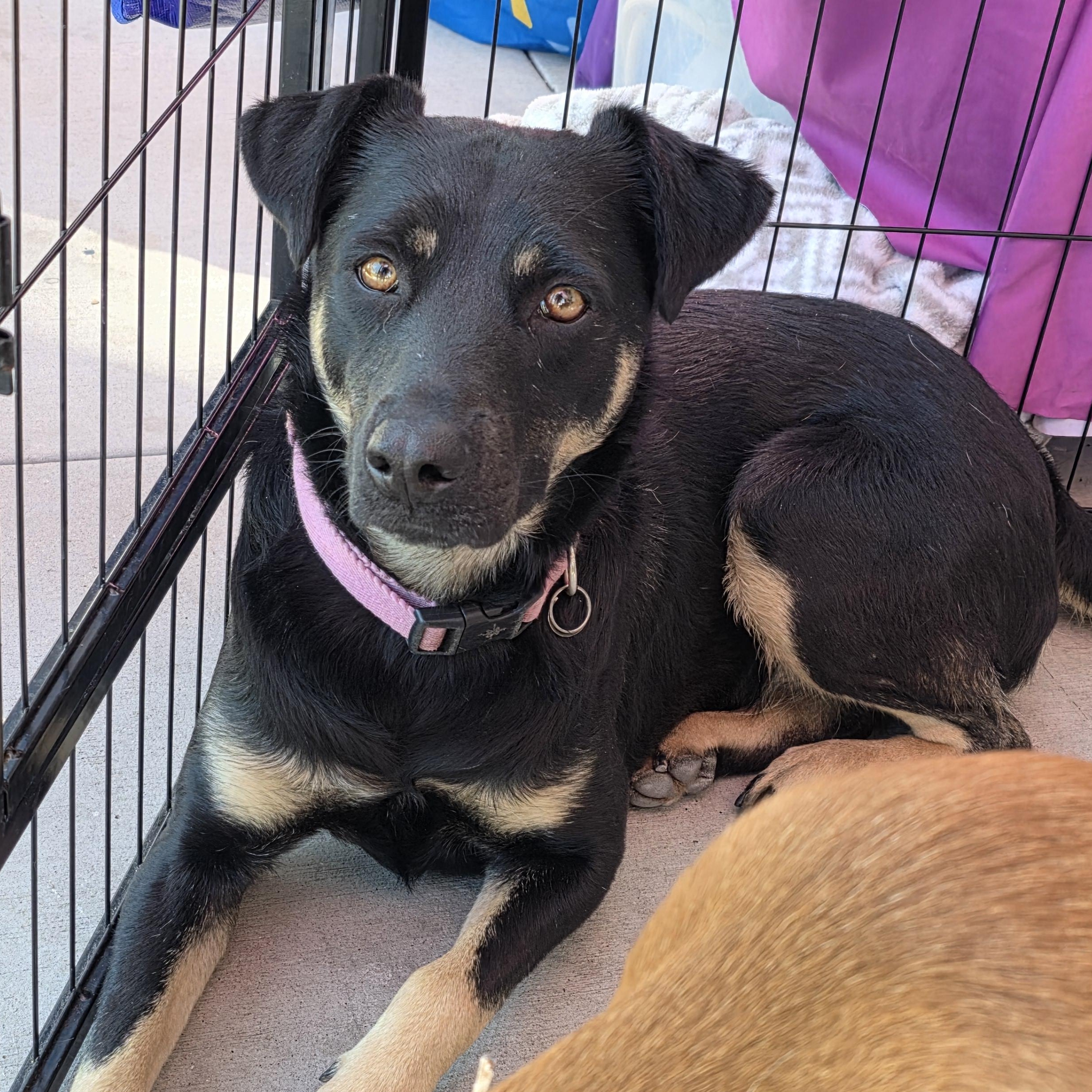 Leslie, ADOPTABLE, Young Female Shepherd & Labrador Retriever.