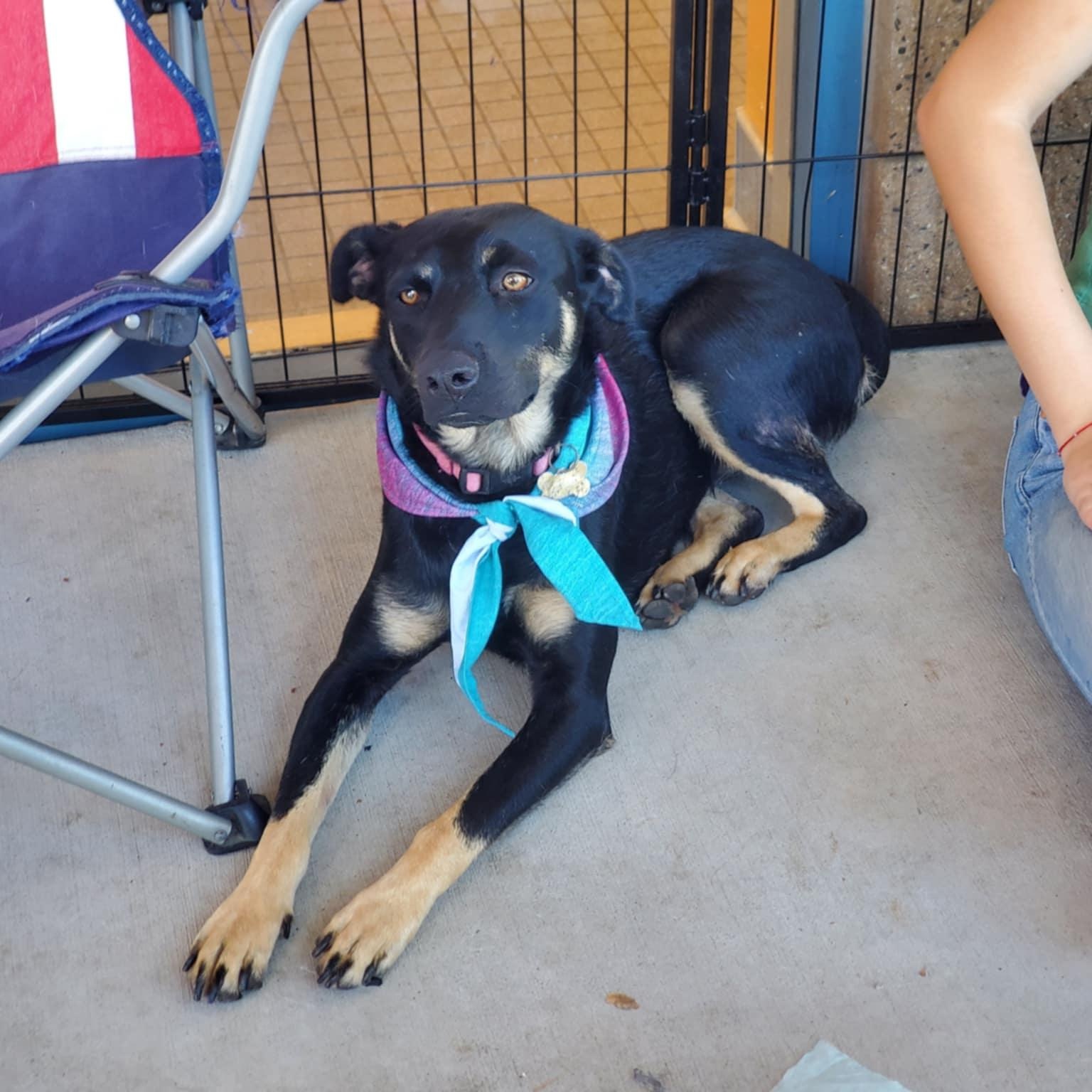 Enlarge Leslie, a ADOPTABLE mixed breed in Encinitas, CA image 4/6