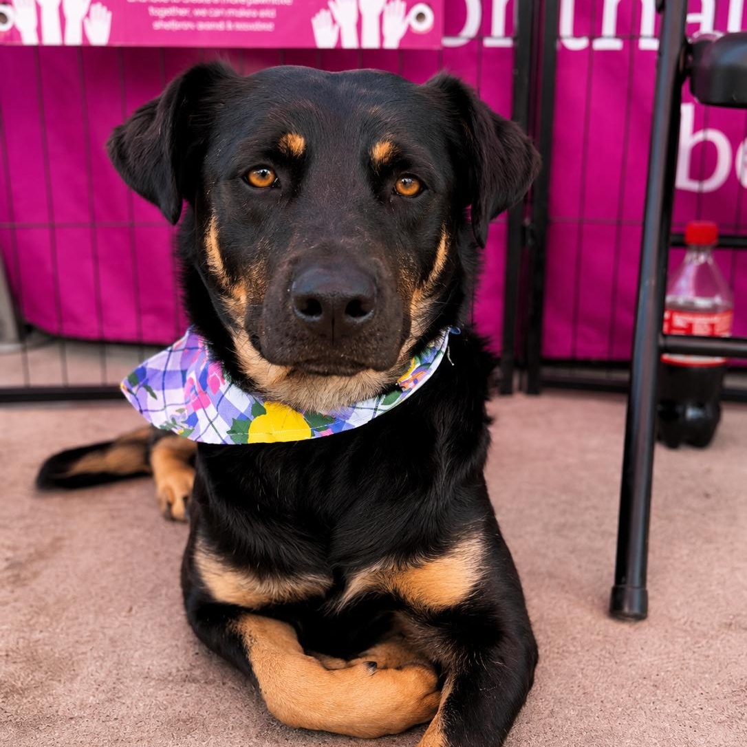 Enlarge Leslie, a ADOPTABLE mixed breed in Encinitas, CA image 1/6