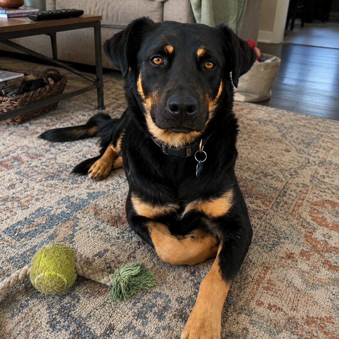 Leslie, a ADOPTABLE mixed breed in Encinitas, CA image 1/6
