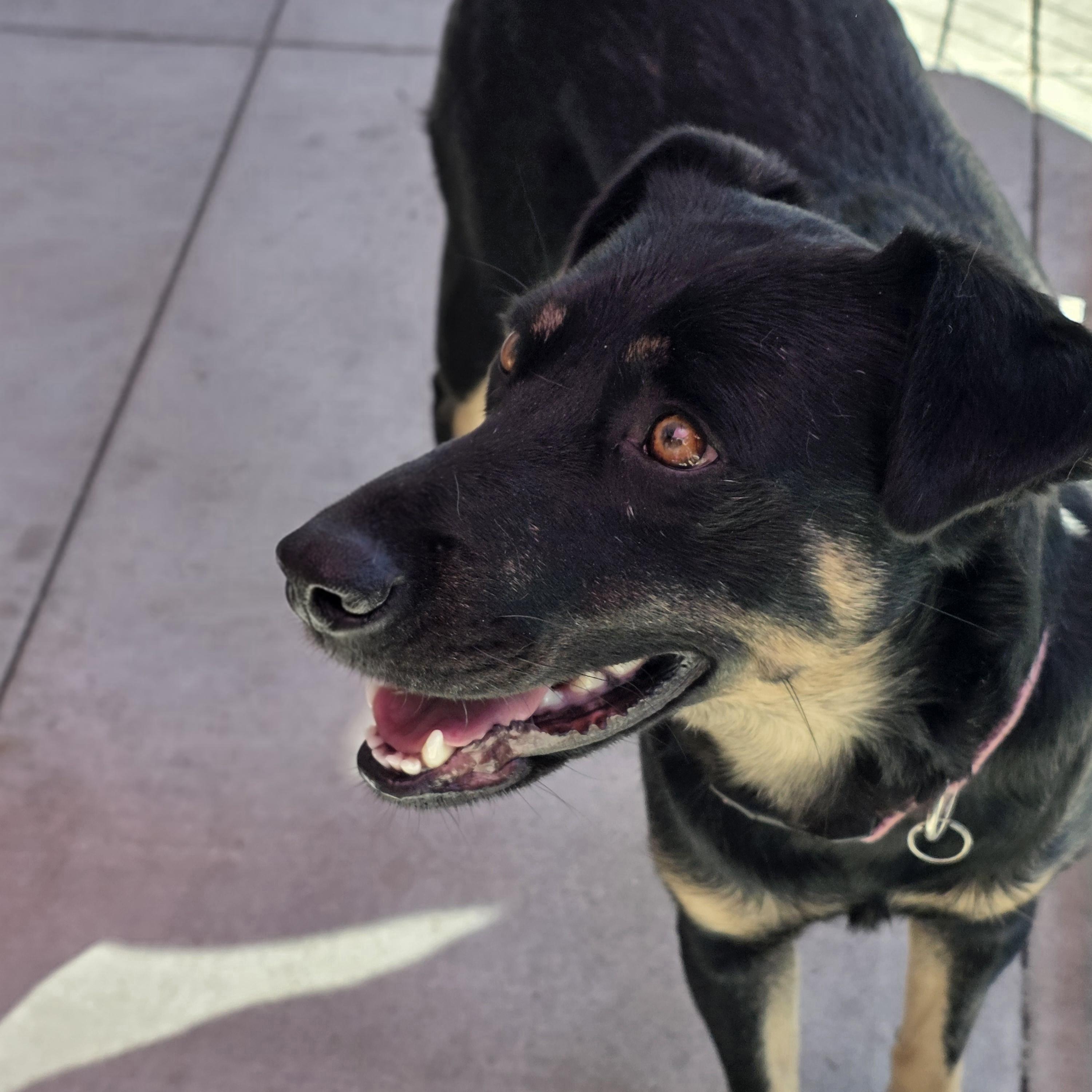 Enlarge Leslie, a ADOPTABLE mixed breed in Encinitas, CA image 2/6