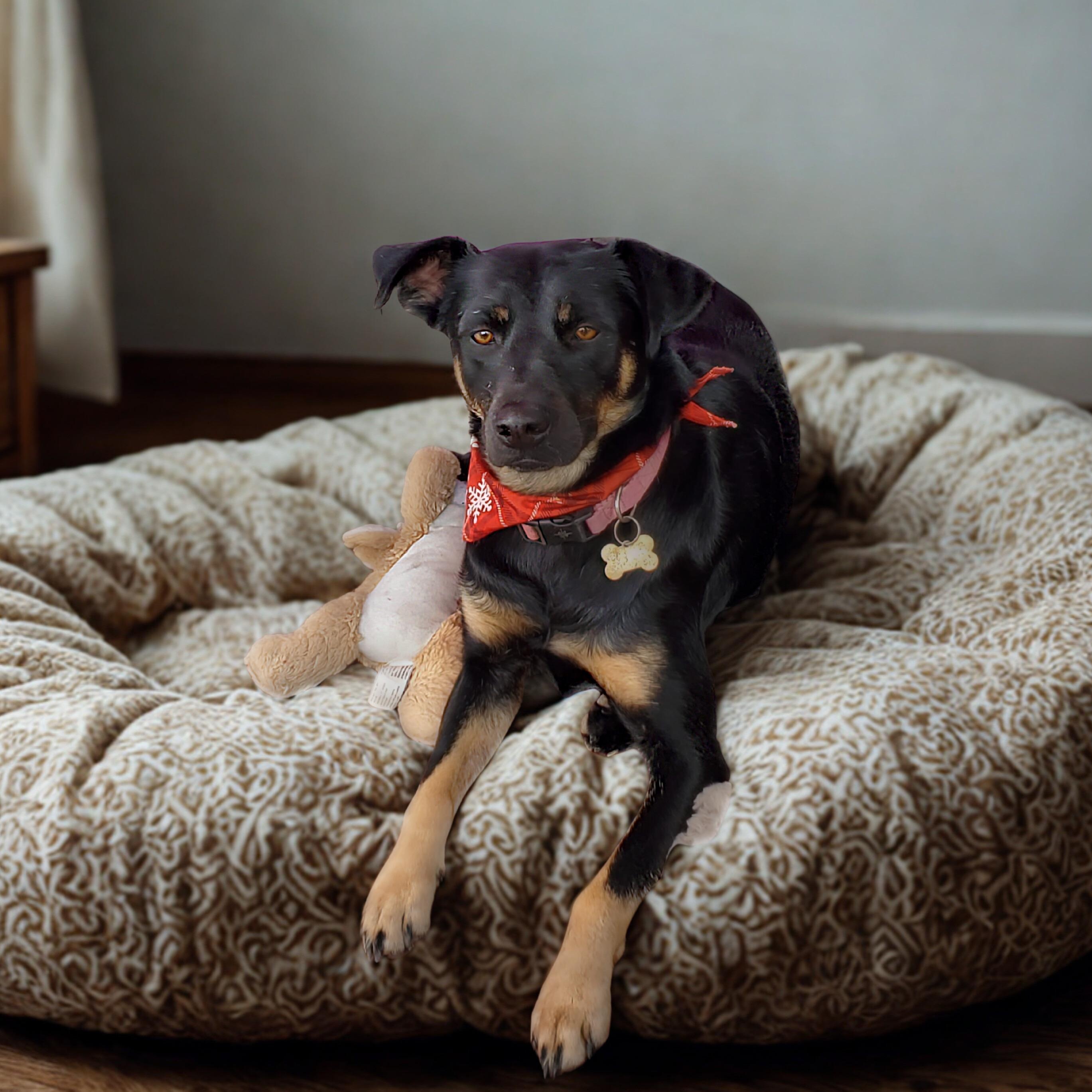 Enlarge Leslie, a ADOPTABLE mixed breed in Encinitas, CA image 3/6