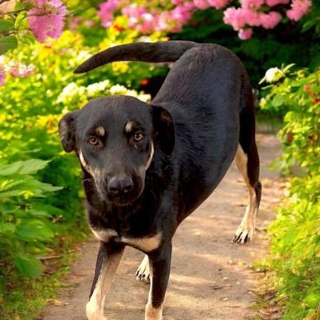 Enlarge Leslie, a ADOPTABLE mixed breed in Encinitas, CA image 5/6