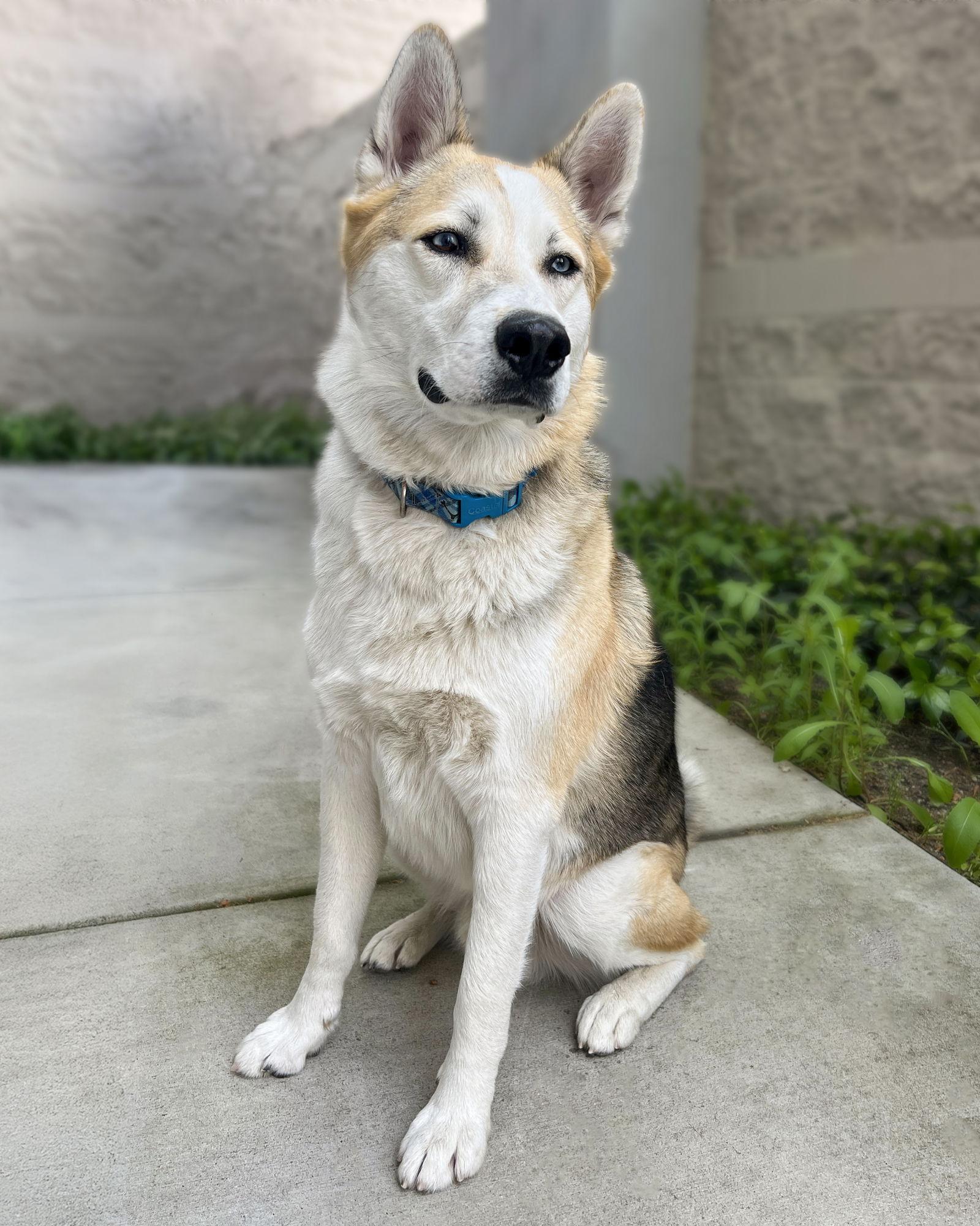 Enlarge Bandit, a Adoptable mixed breed in Corona, CA image 1/3