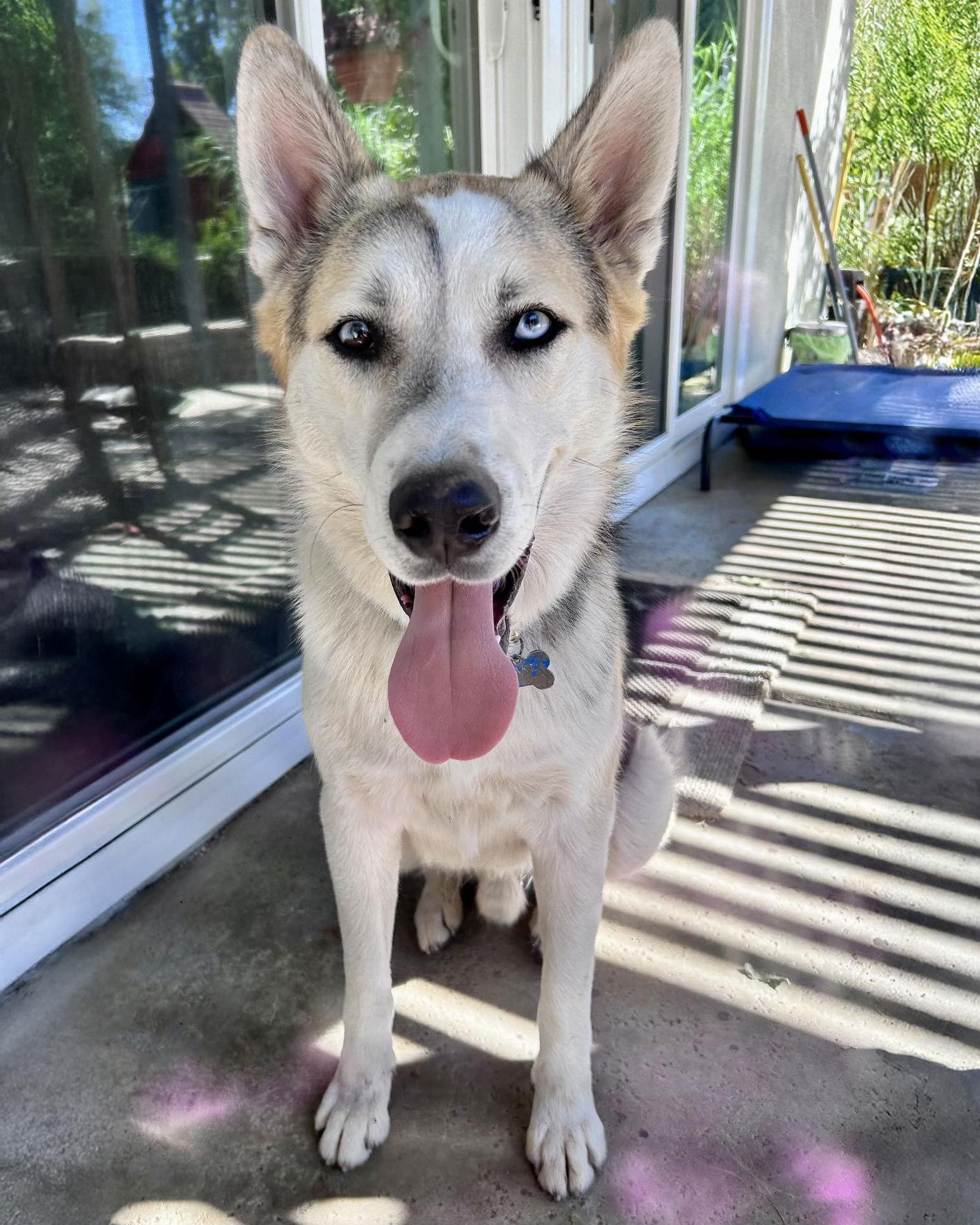 Enlarge Bandit, a Adoptable mixed breed in Corona, CA image 2/3
