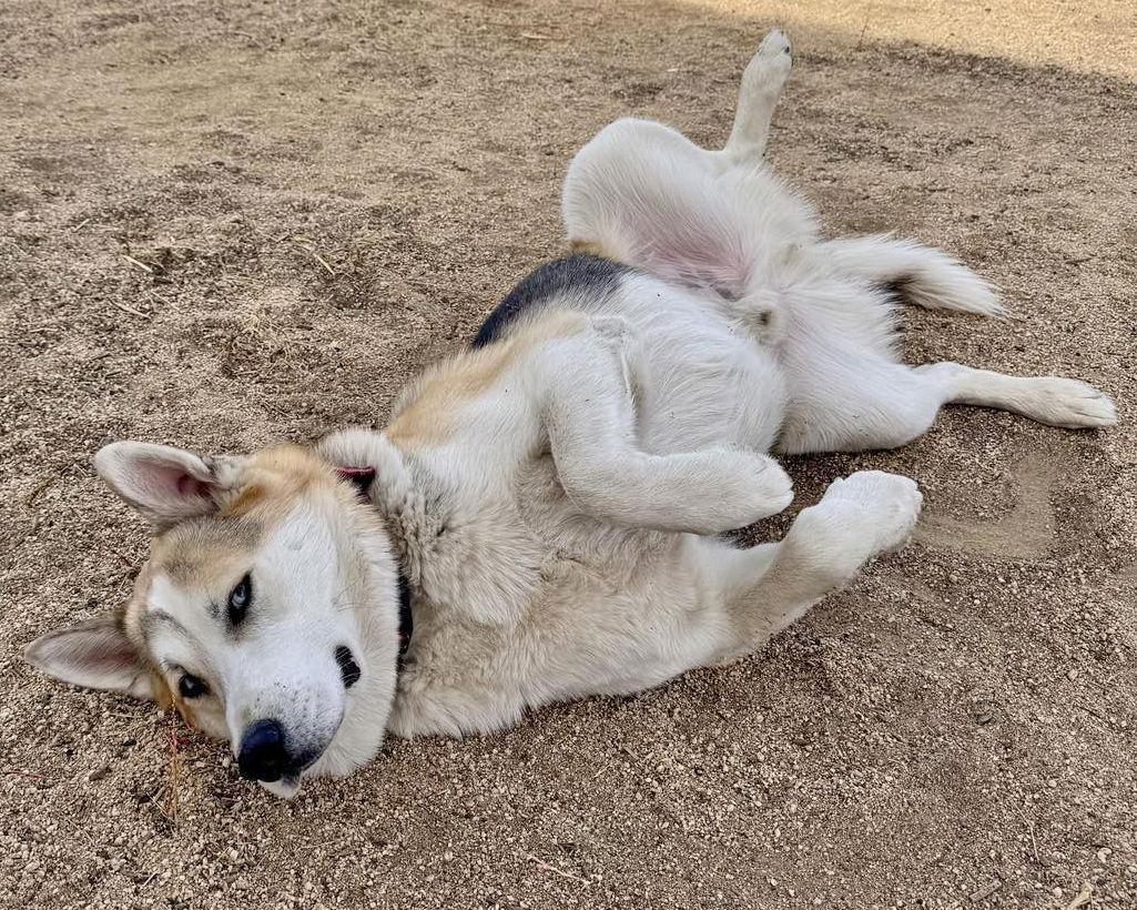 Enlarge Bandit, a Adoptable mixed breed in Corona, CA image 3/3