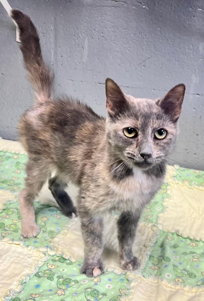 Nair, Adult Female Domestic Short Hair