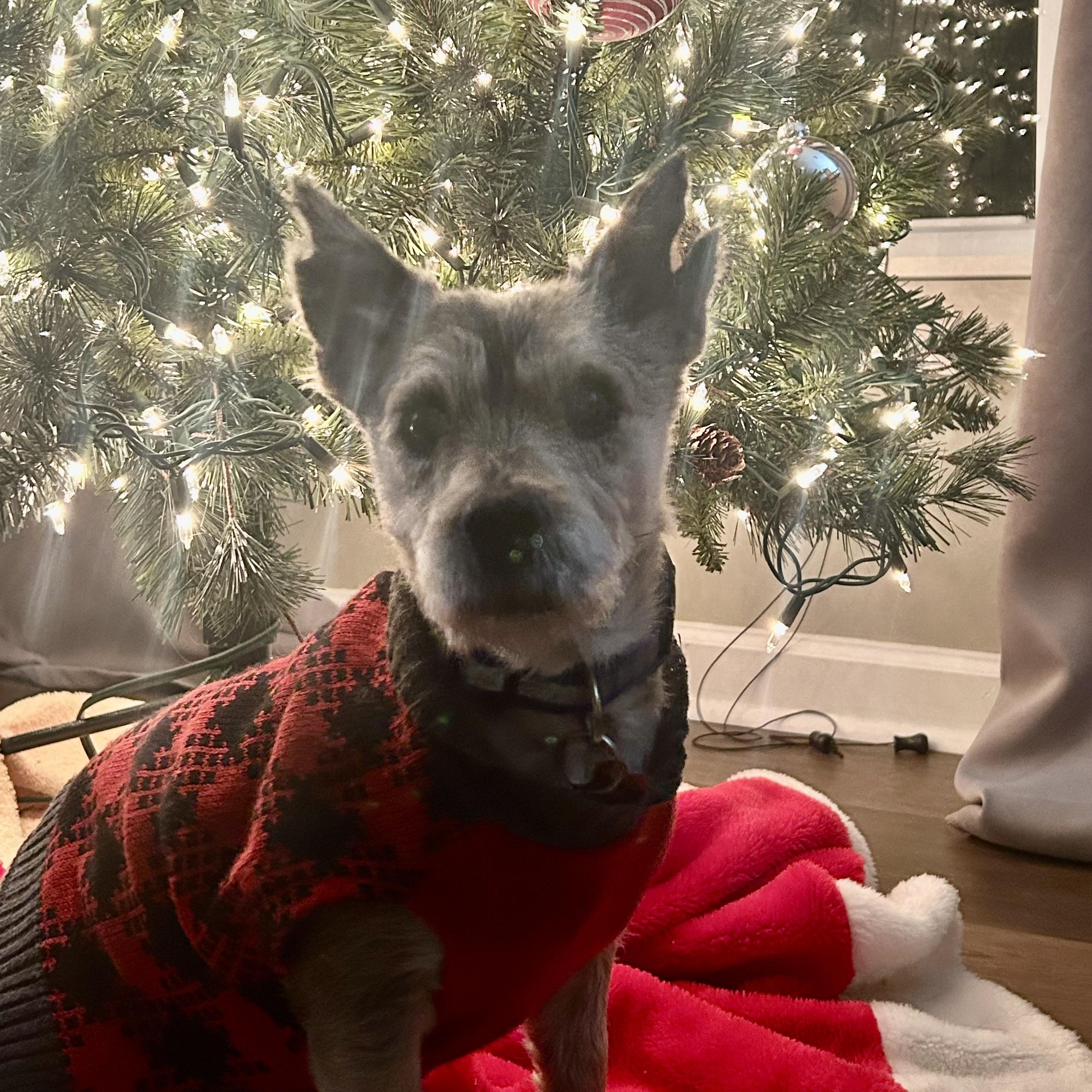 Bozeman — thumbnail 5