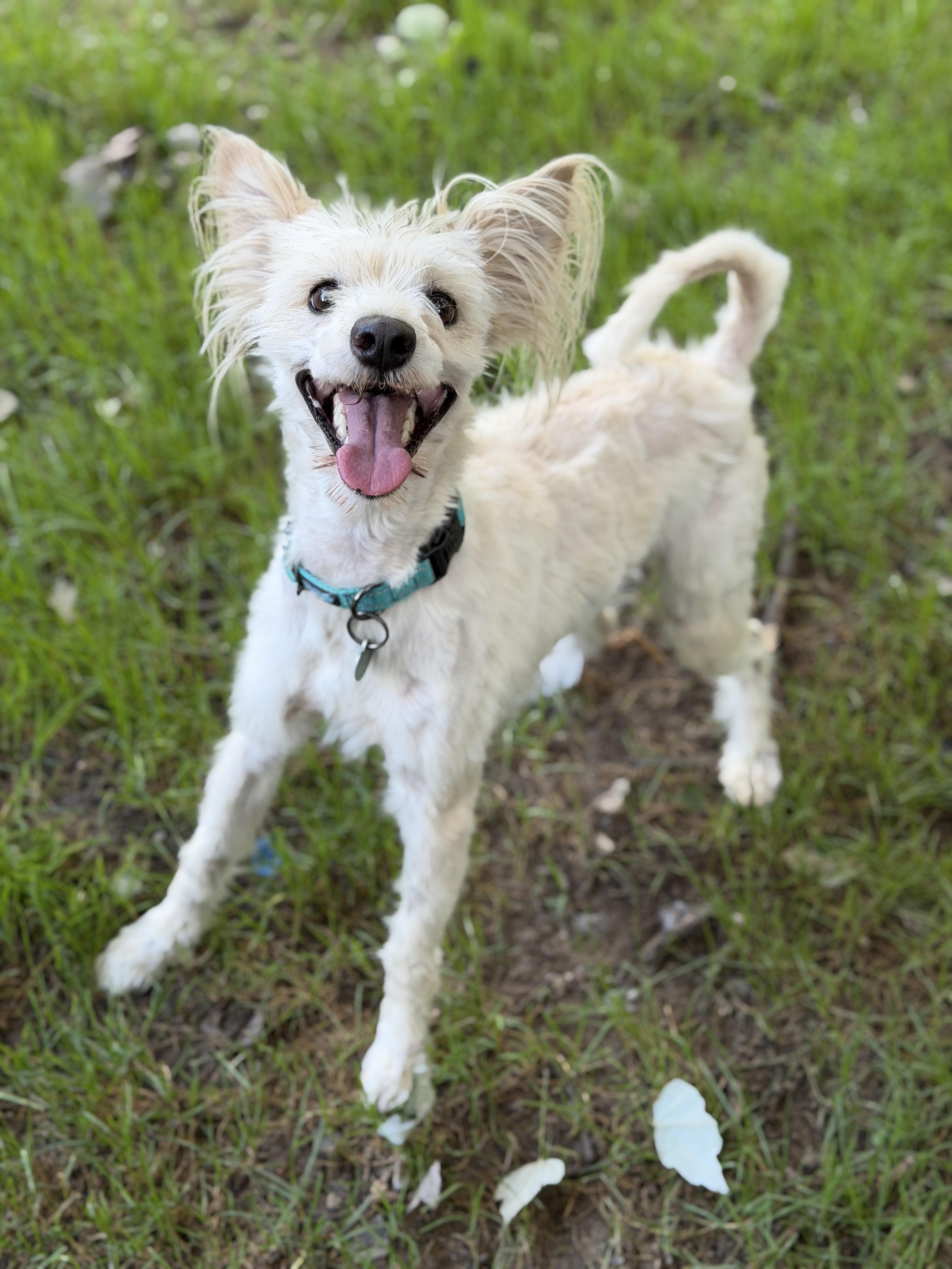 Enlarge Winston, an adopted mixed breed in Jeffersonville, IN image 1/6