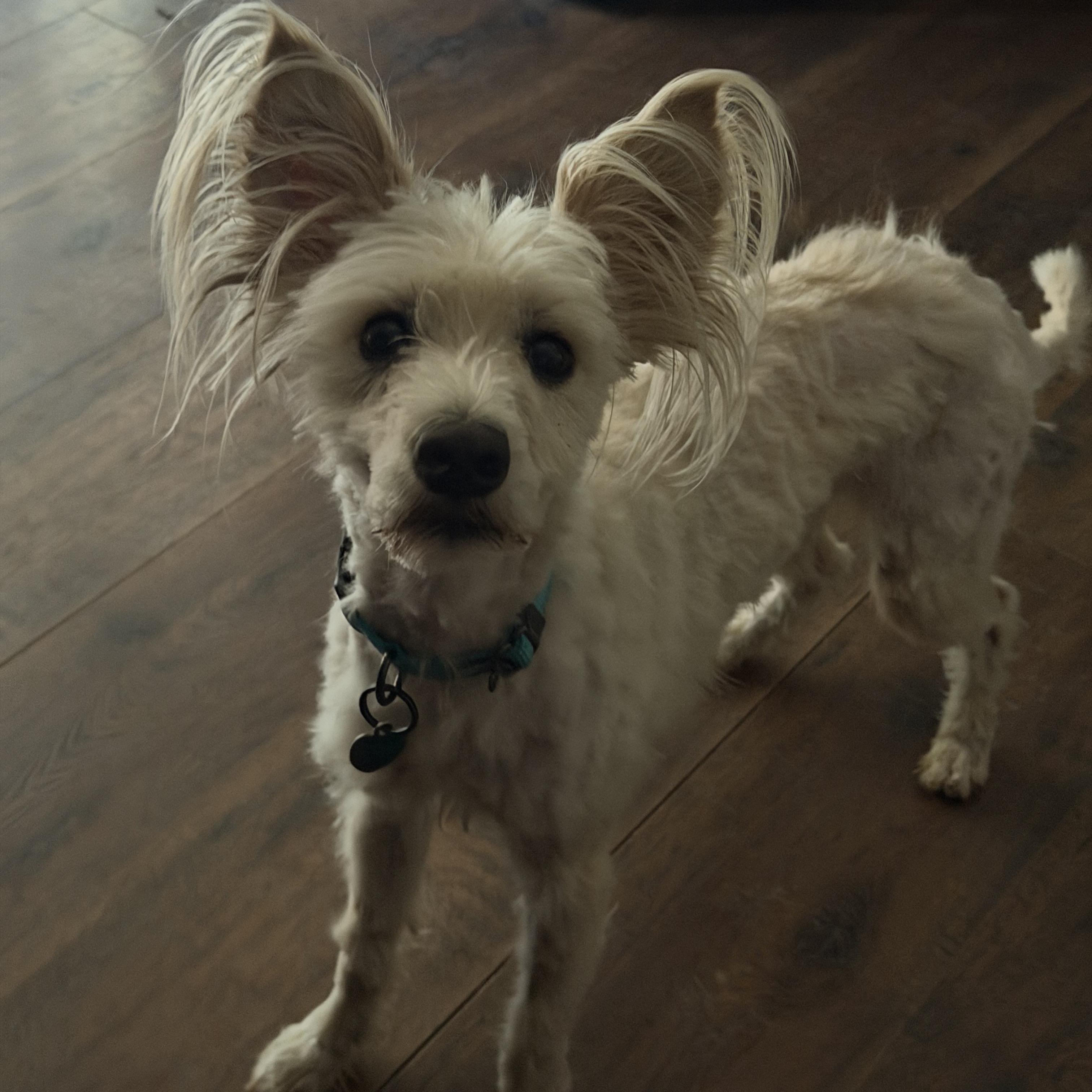 Enlarge Winston, an adopted mixed breed in Jeffersonville, IN image 3/6