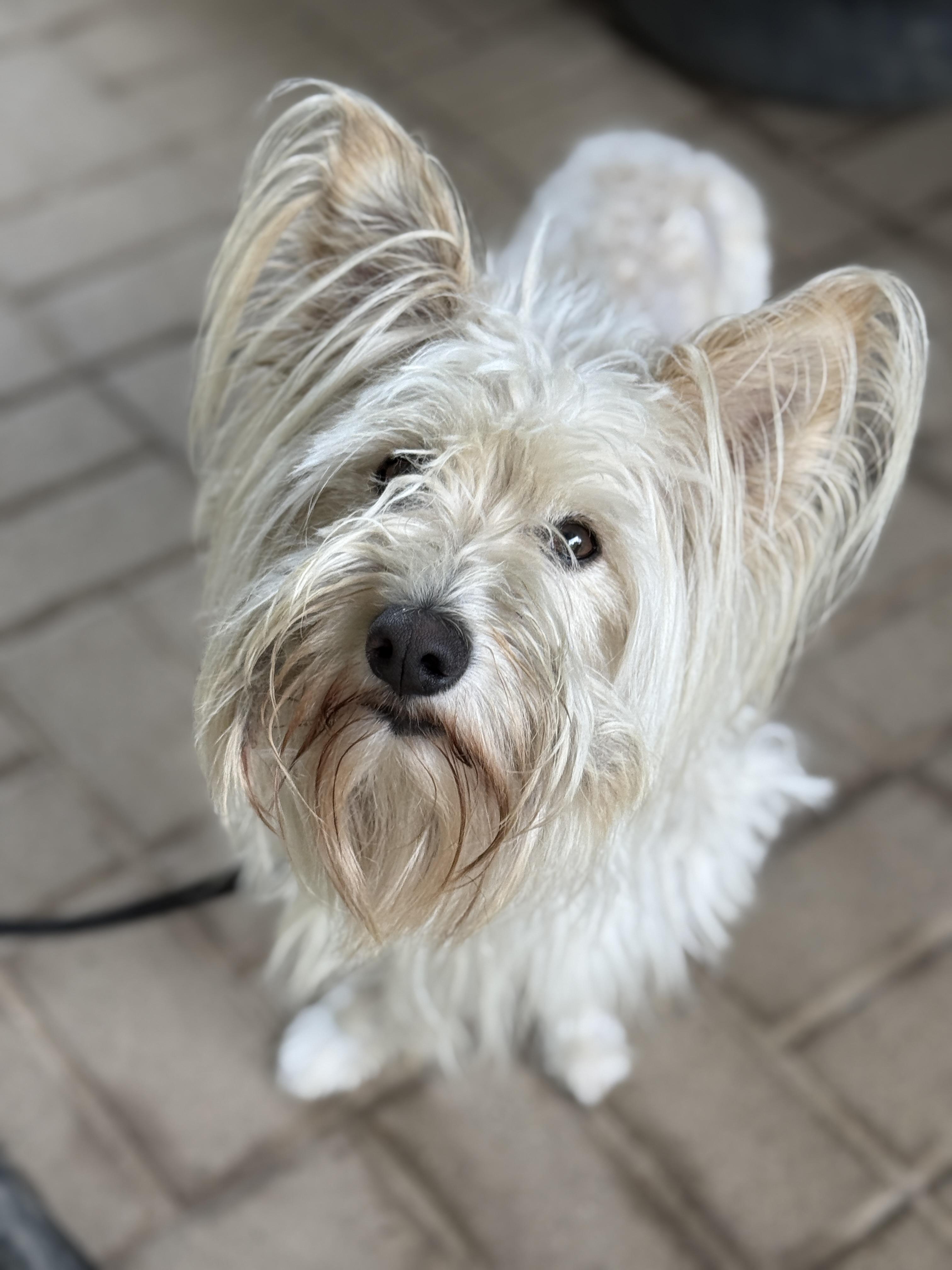 Enlarge Winston, an adopted mixed breed in Jeffersonville, IN image 6/6