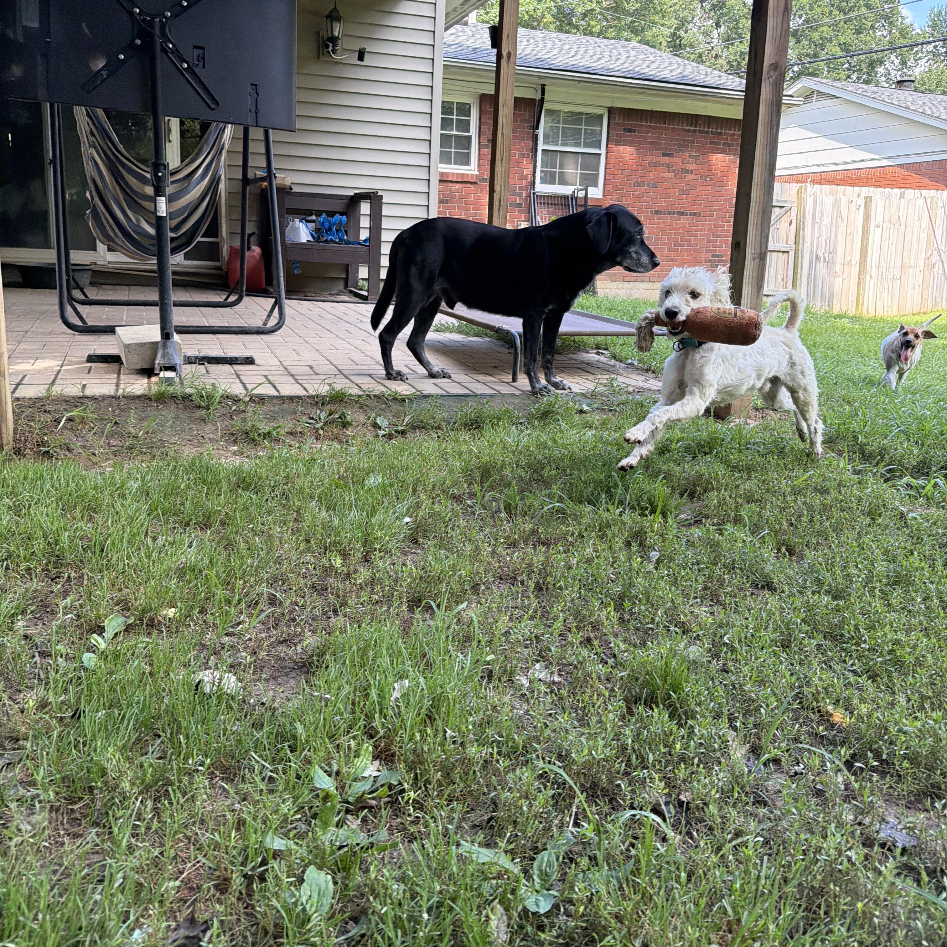 Enlarge Winston, an adopted mixed breed in Jeffersonville, IN image 5/6