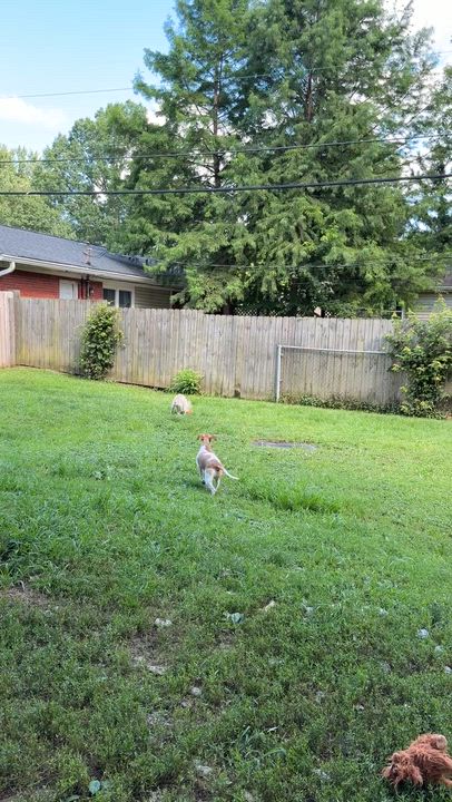 Enlarge Winston, an adopted mixed breed in Jeffersonville, IN video 4/6
