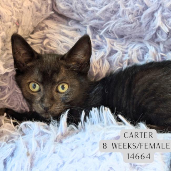 Carter, Adoptable, Young Female Domestic Short Hair.