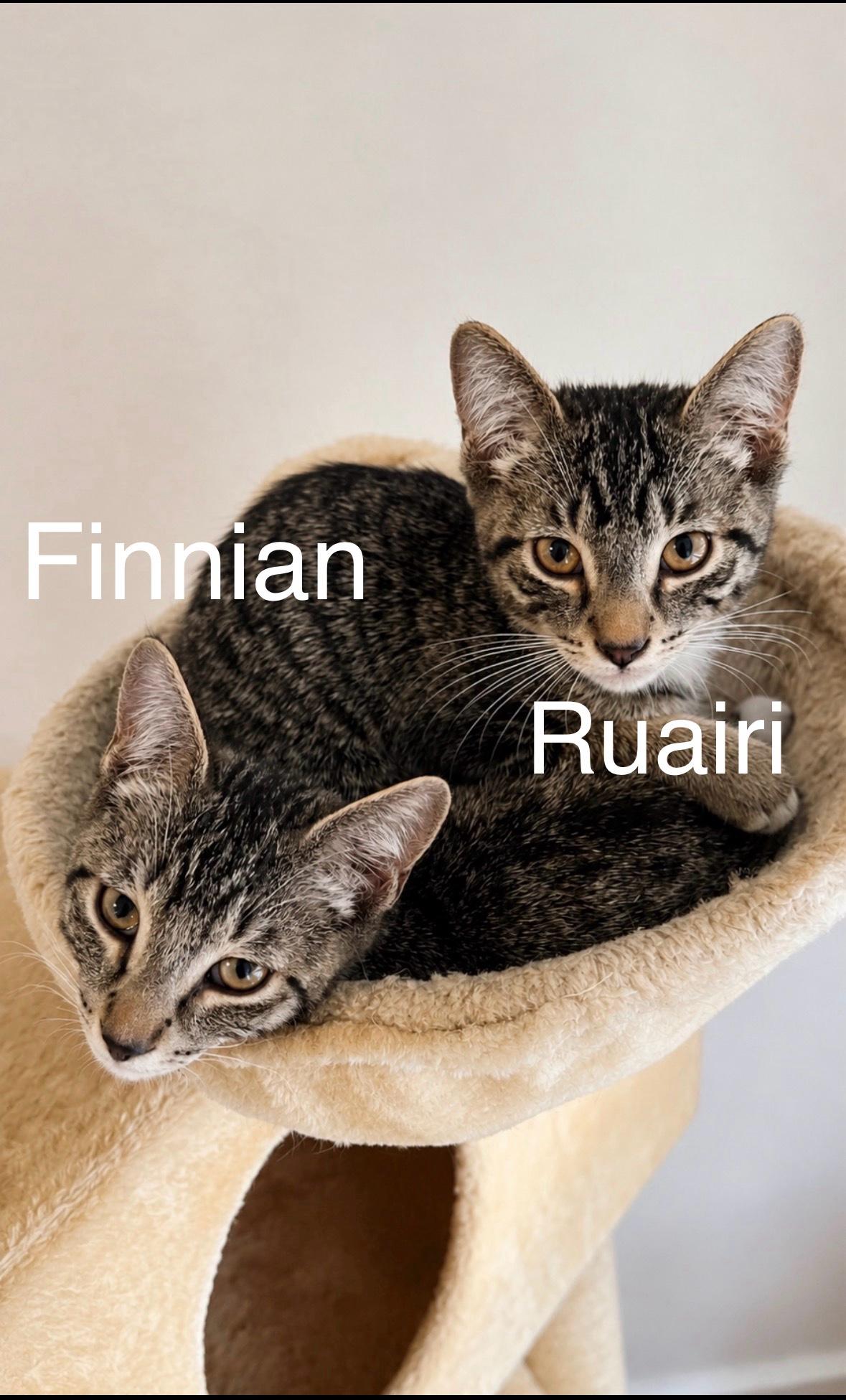 Finnian, ADOPTABLE, Young Male Domestic Short Hair.
