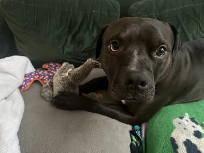 Jalen, Adoptable, Adult Male Pit Bull Terrier & Mixed Breed.