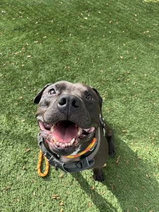 Enlarge Jalen Hurts, a Adoptable mixed breed in Seattle, WA image 1/3