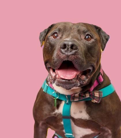 Enlarge Jalen, a Adoptable mixed breed in Seattle, WA image 1/3