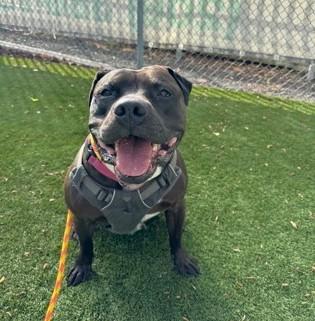 Enlarge Jalen, a Adoptable mixed breed in Seattle, WA image 3/3